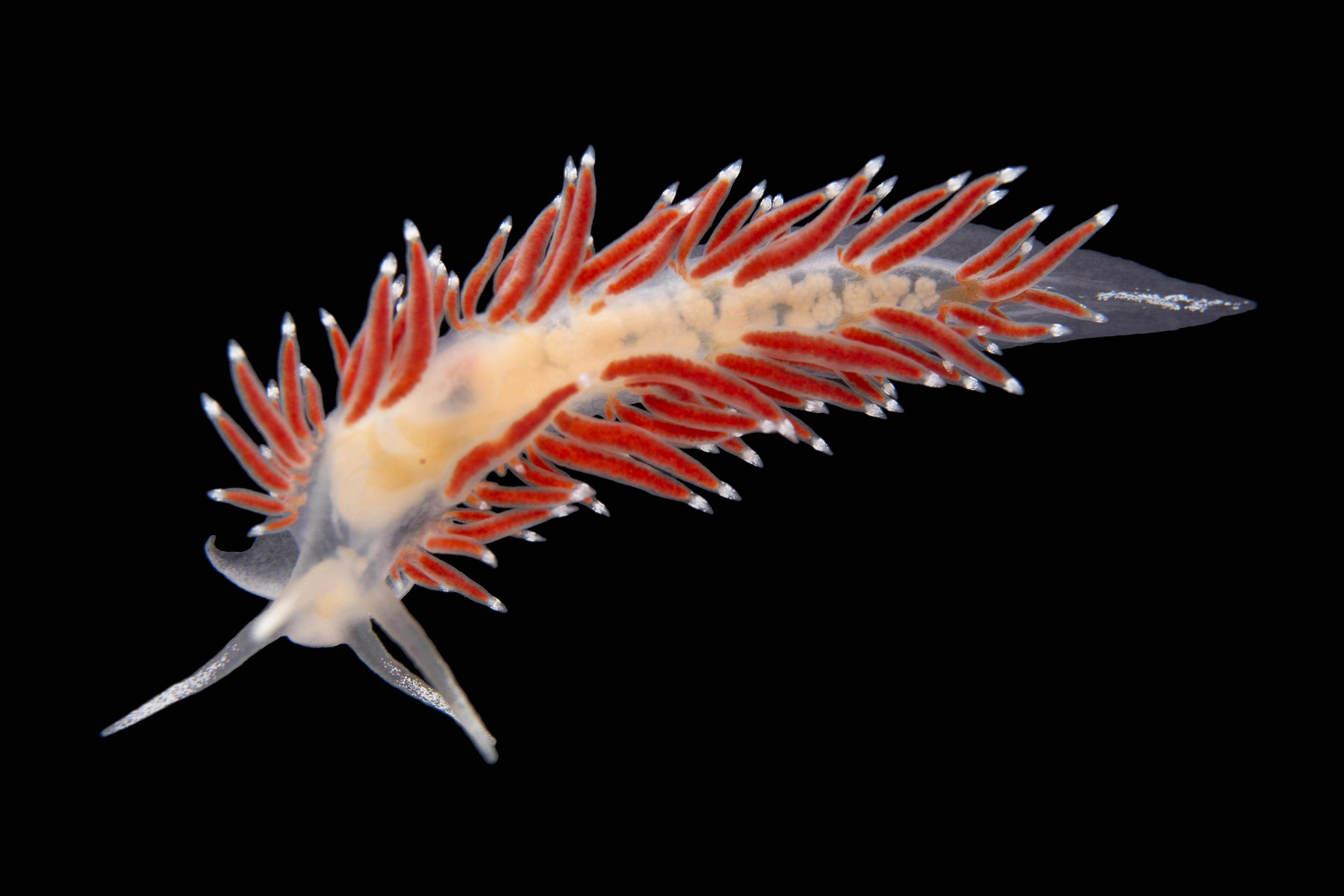 Snegler: Coryphella gracilis.