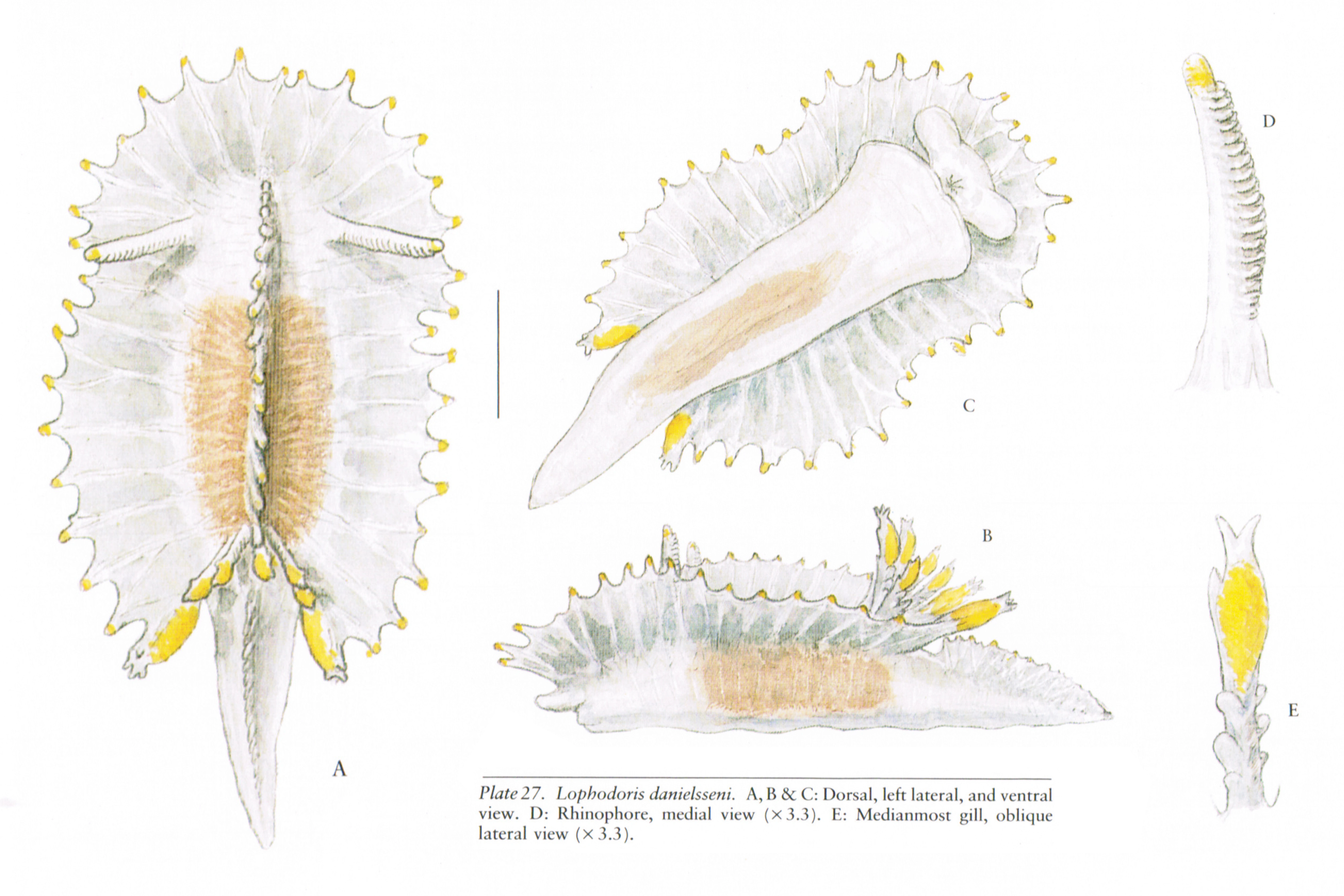 Snegler: Lophodoris danielsseni.