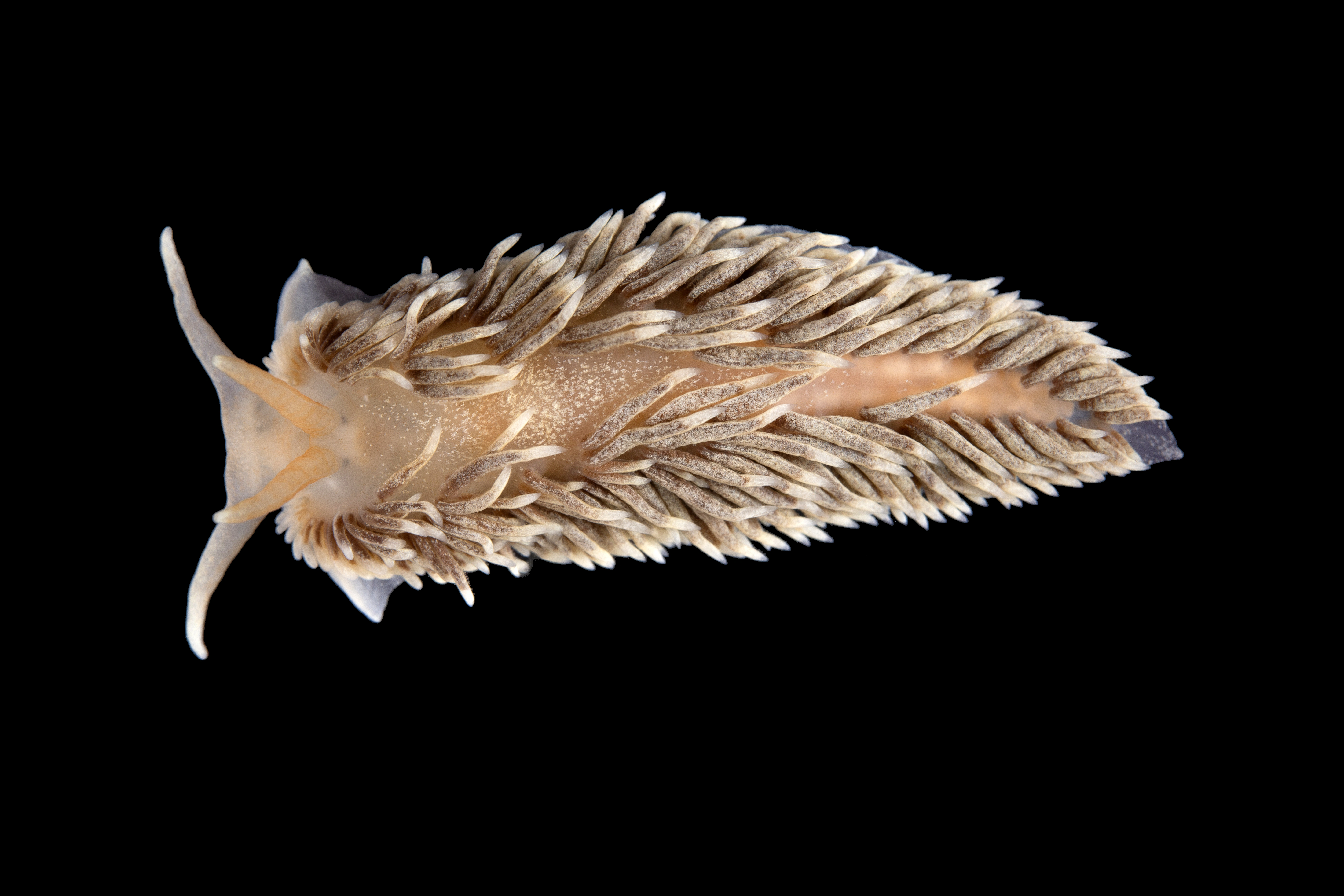 Nakensnegler: Aeolidiella glauca.
