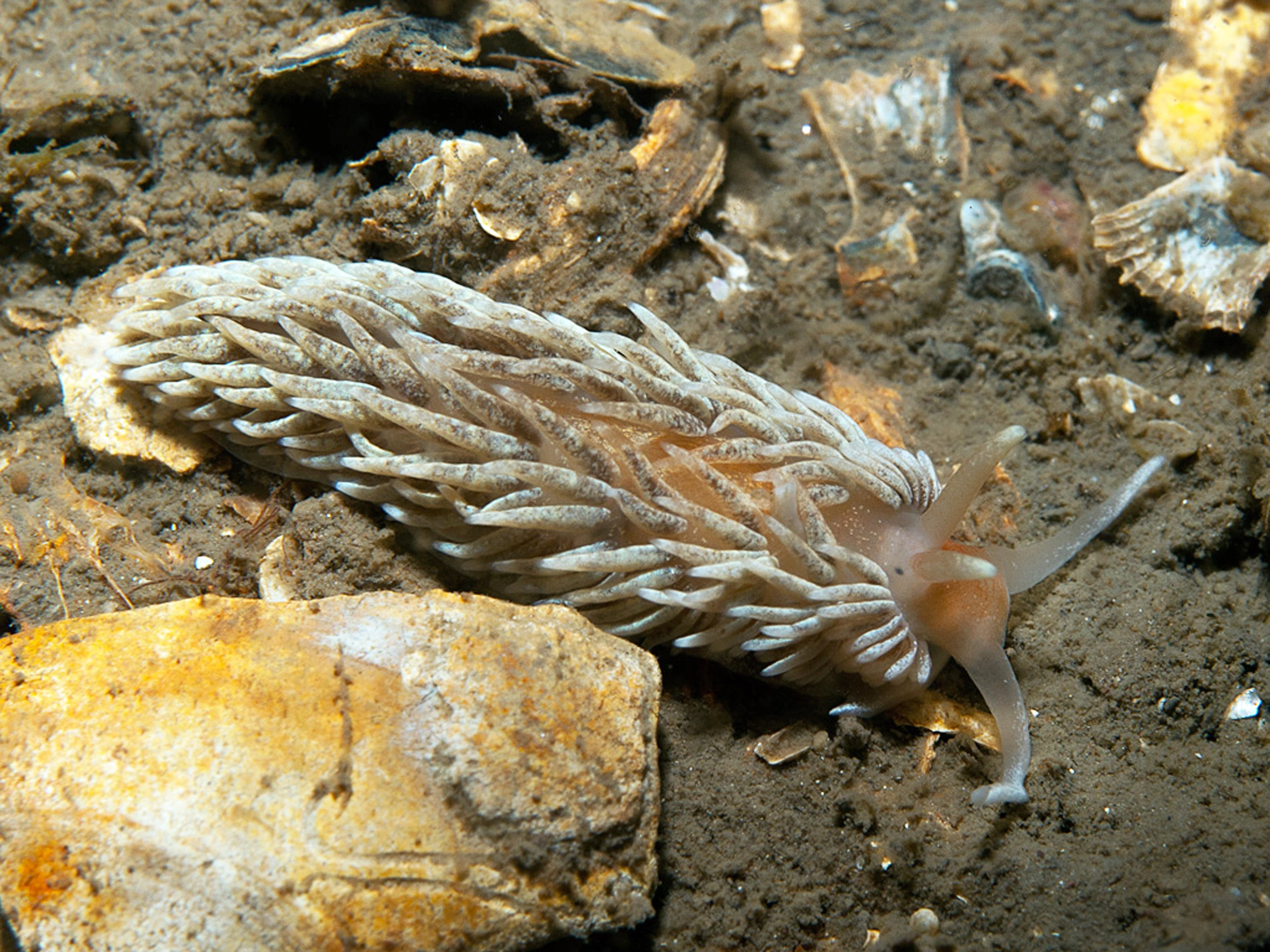 Snegler: Aeolidiella glauca.