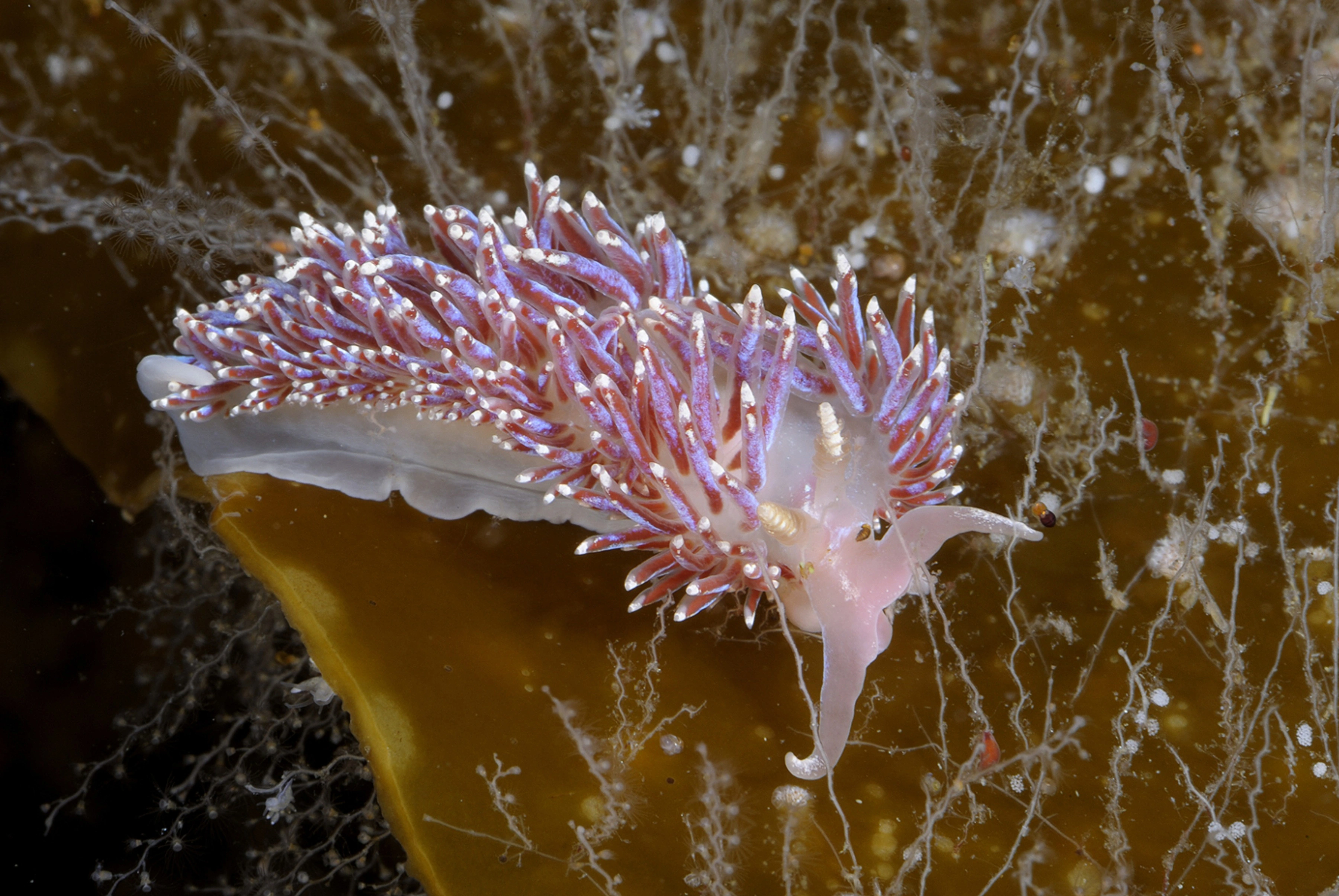 Nakensnegler: Facelina auriculata.