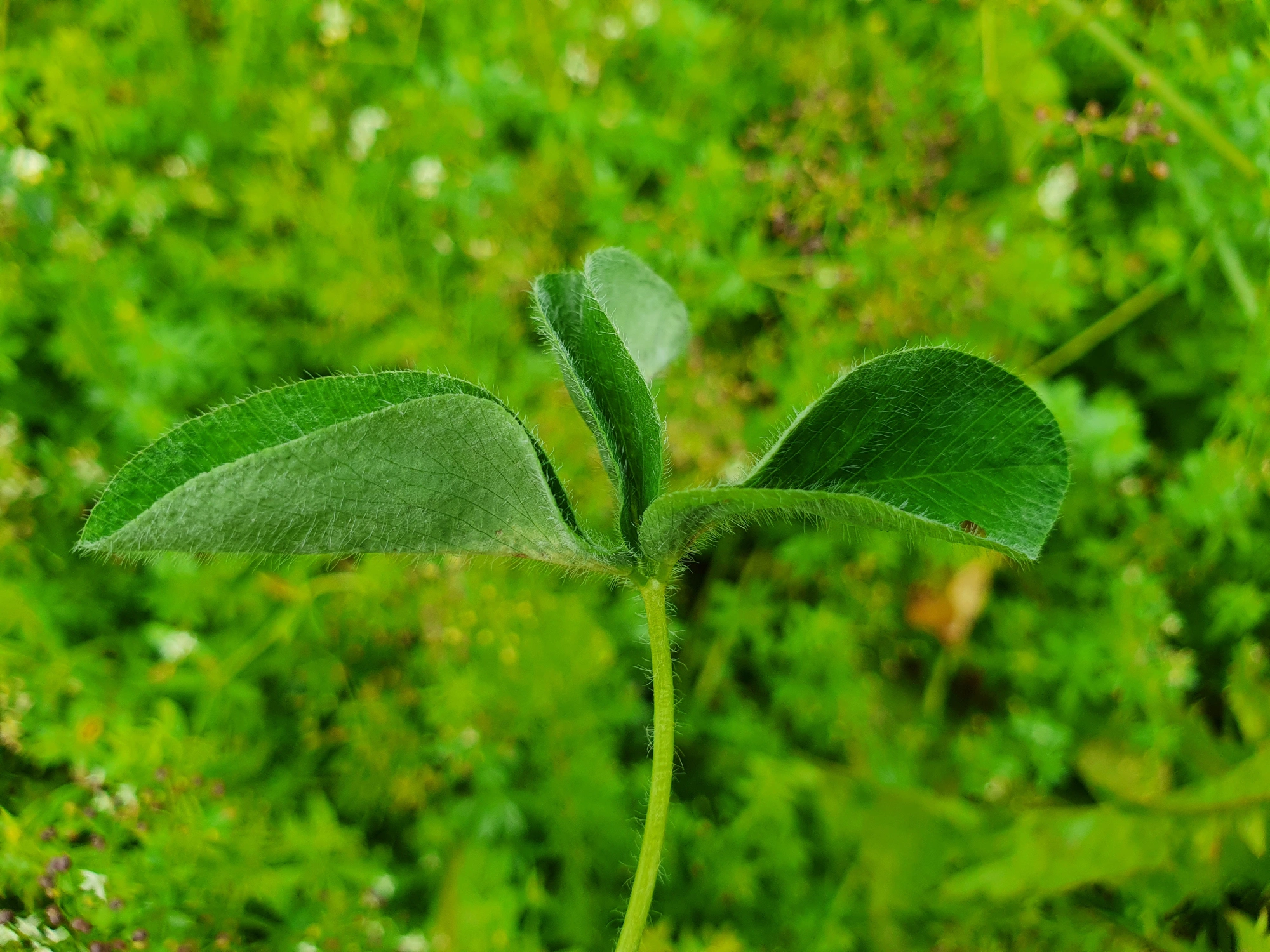 Tovinger: Tricholaba trifolii.