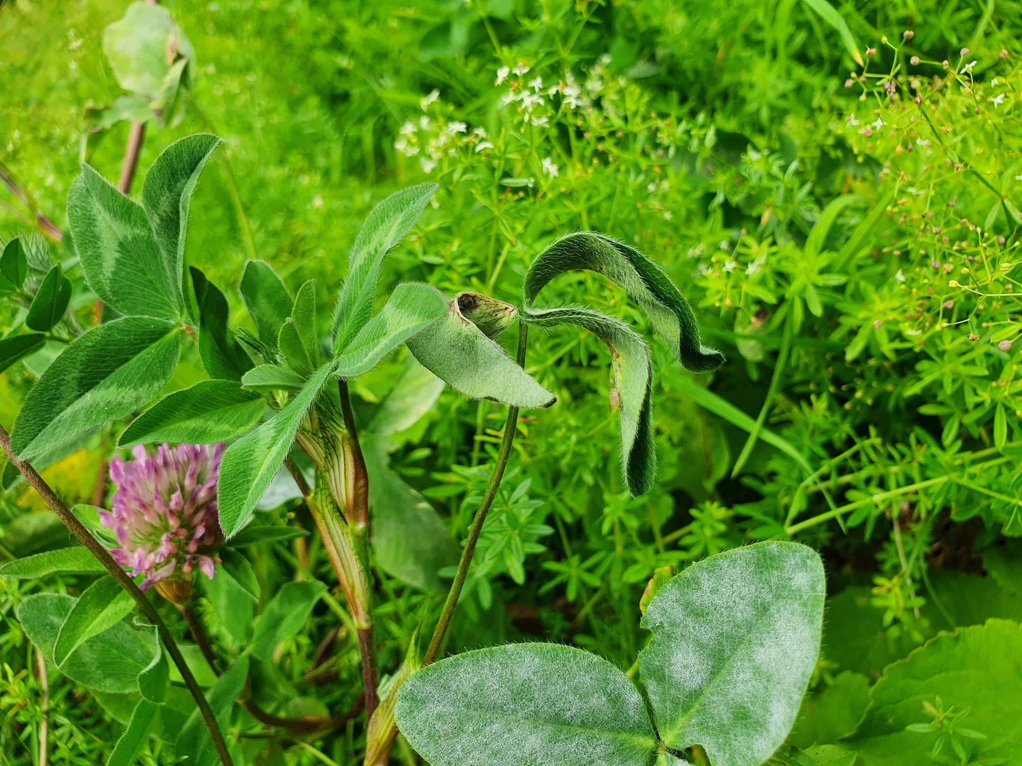 Tovinger: Tricholaba trifolii.