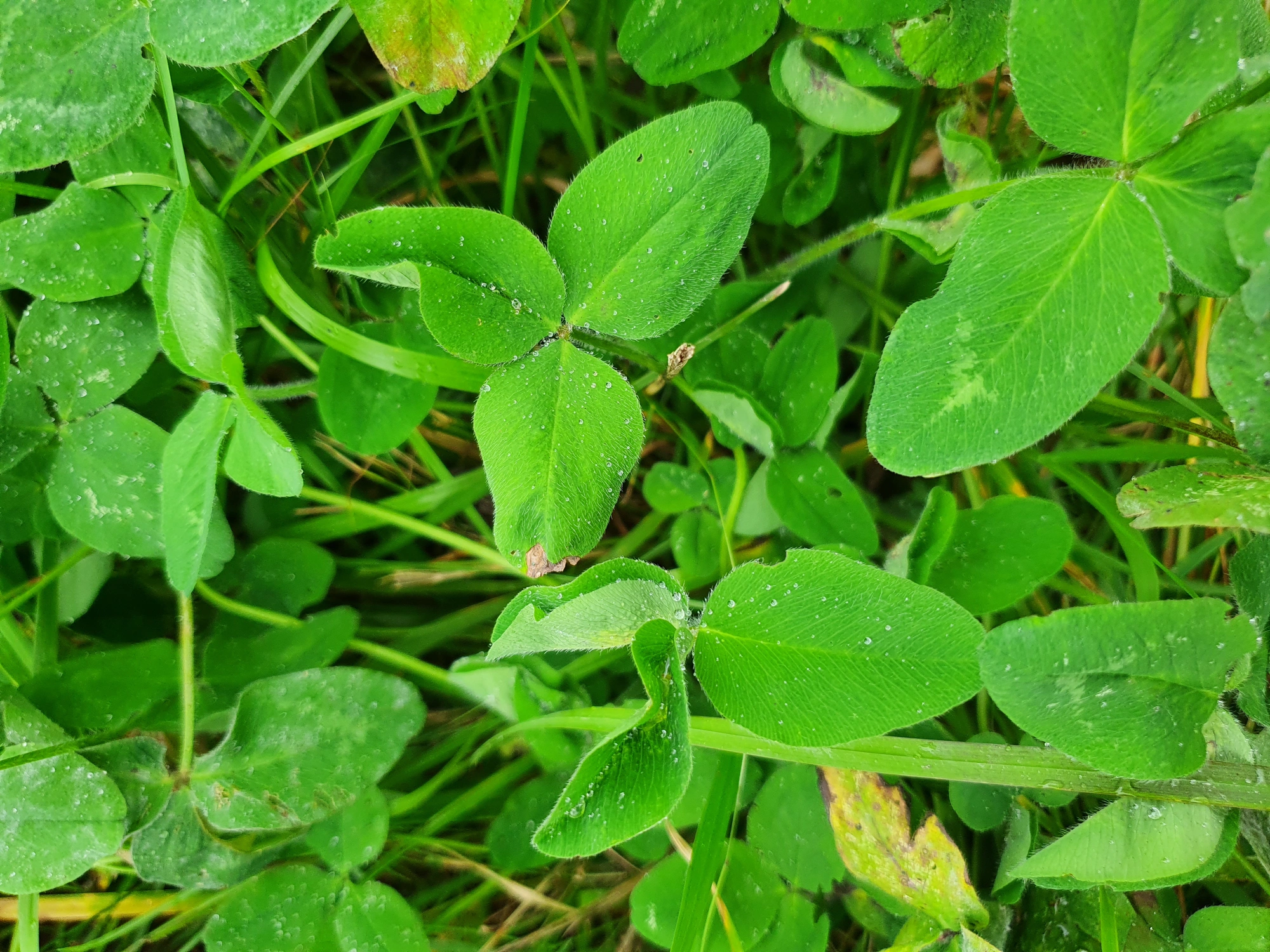 Tovinger: Tricholaba trifolii.