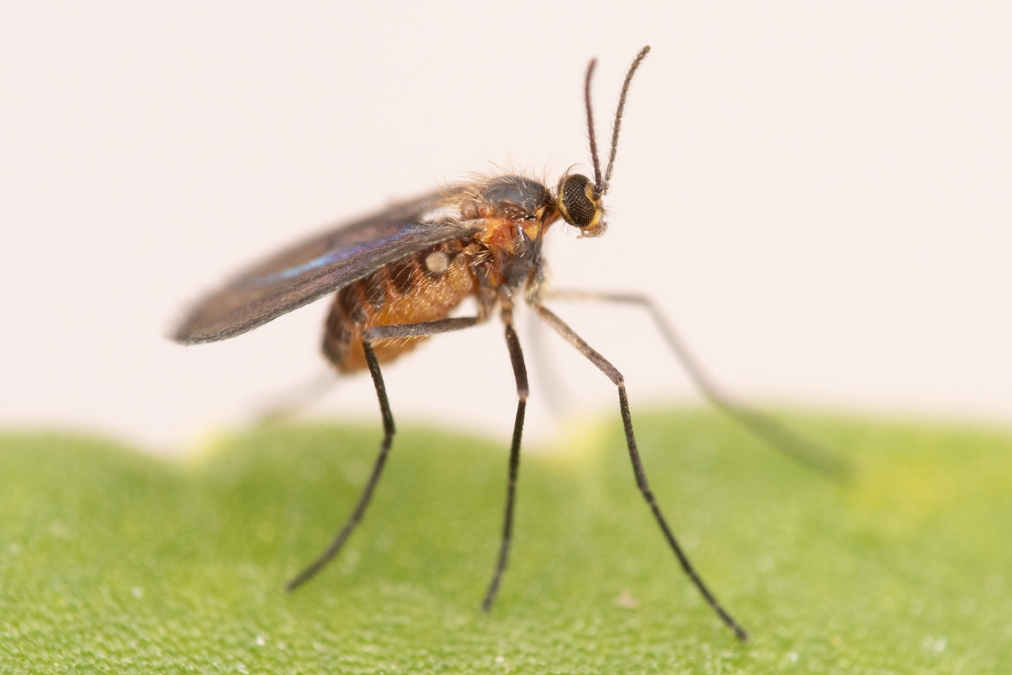 Tovinger: Schizomyia galiorum.