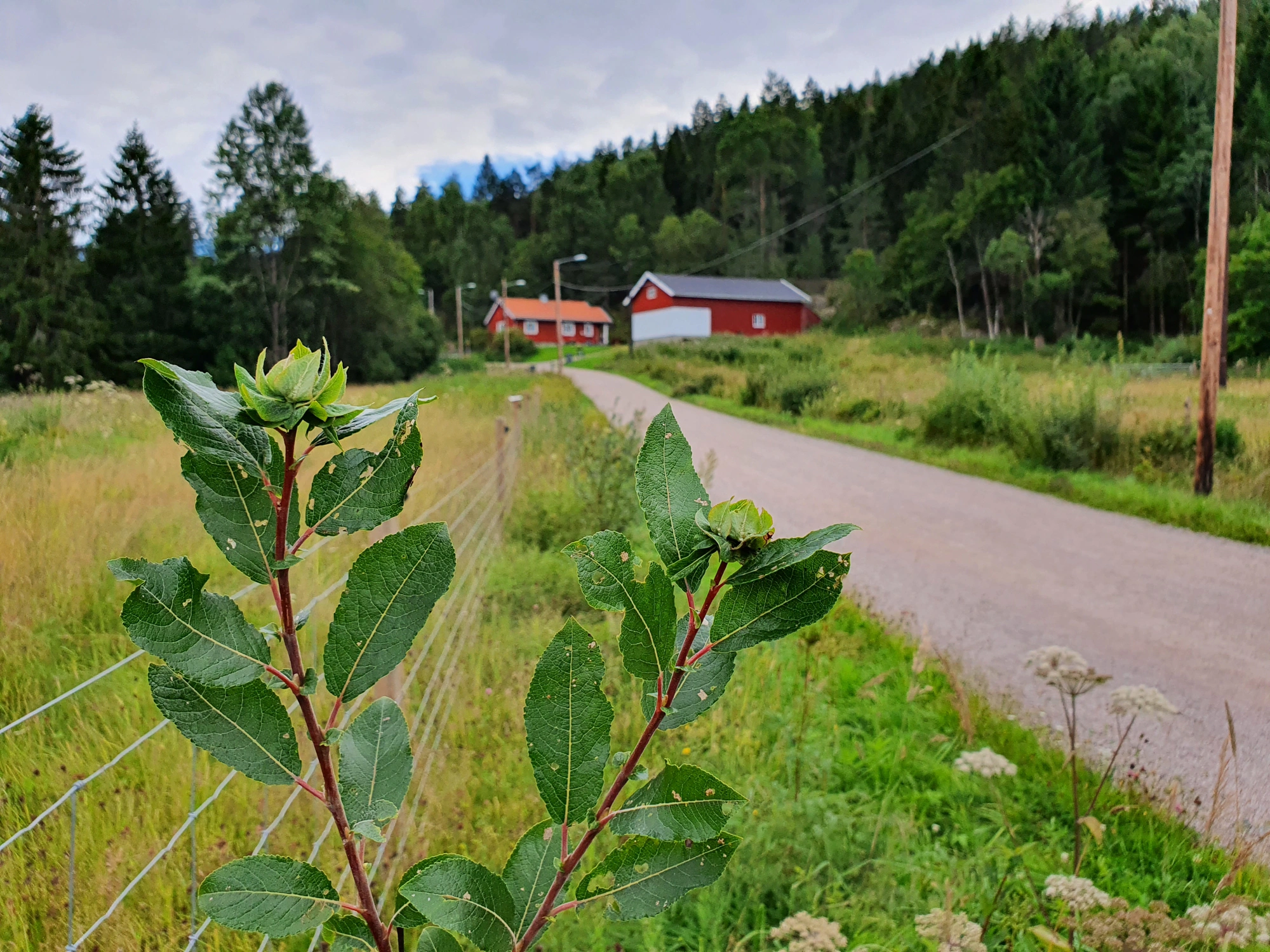 Tovinger: Rabdophaga rosaria.