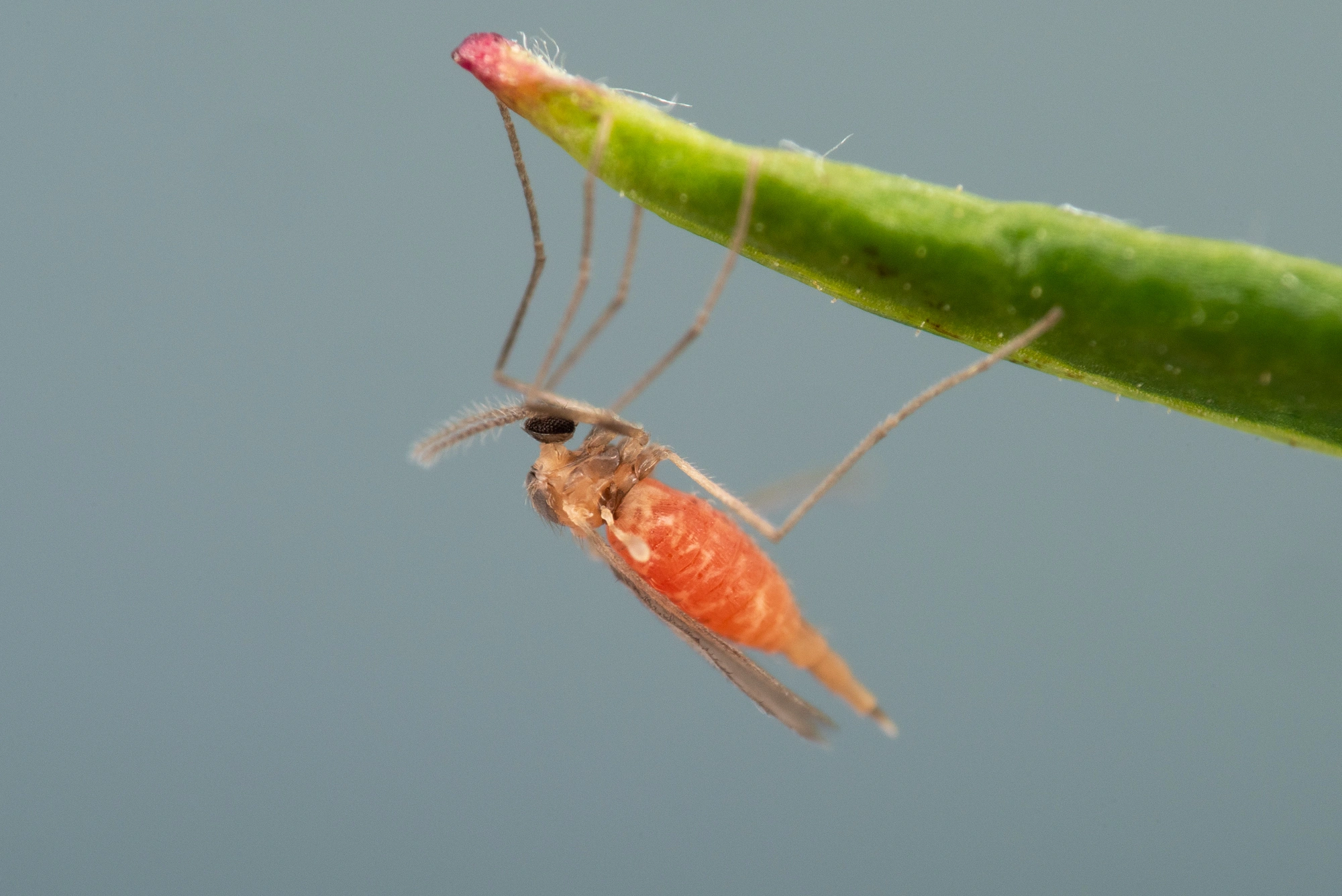 Tovinger: Rhopalomyia foliorum.