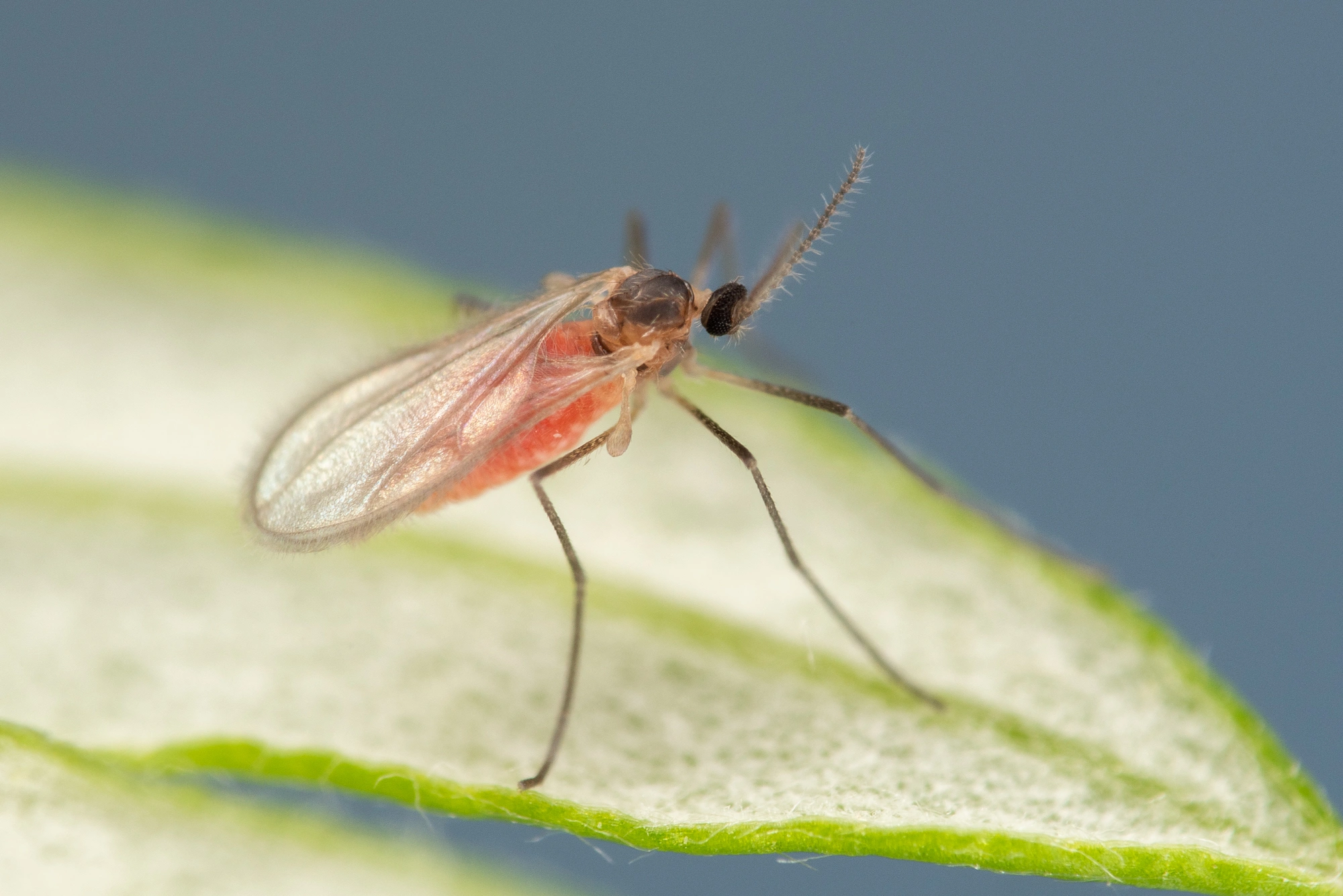 Tovinger: Rhopalomyia foliorum.