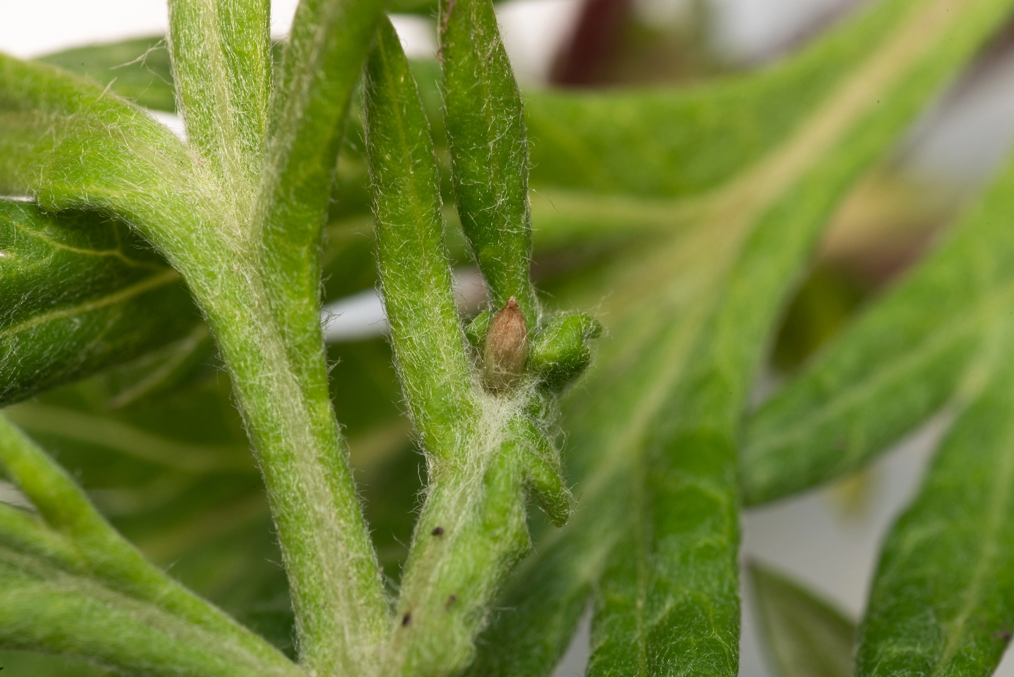 Tovinger: Rhopalomyia foliorum.