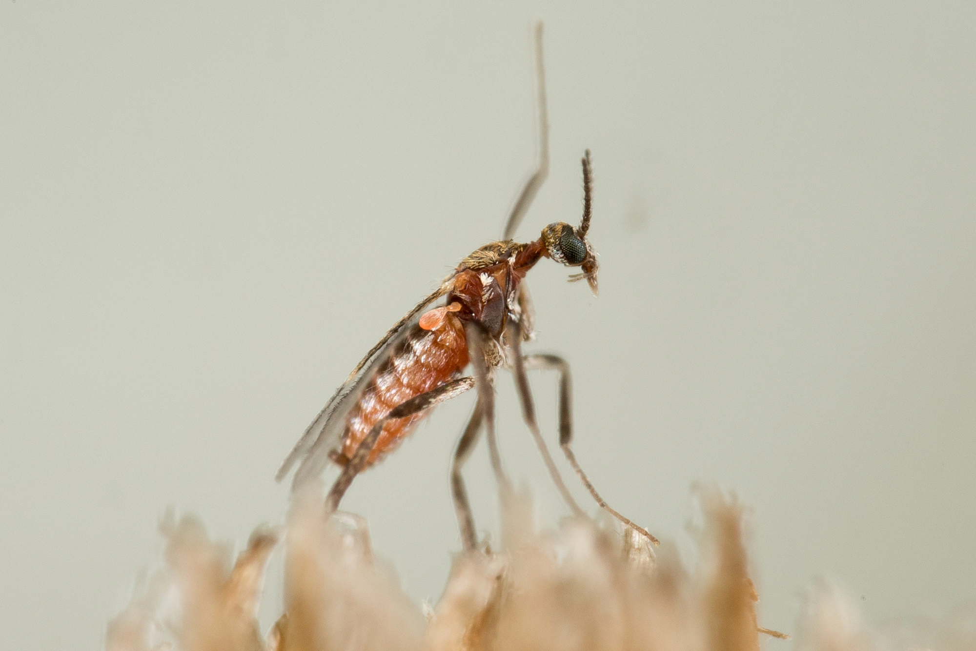 Tovinger: Ozirhincus millefolii.