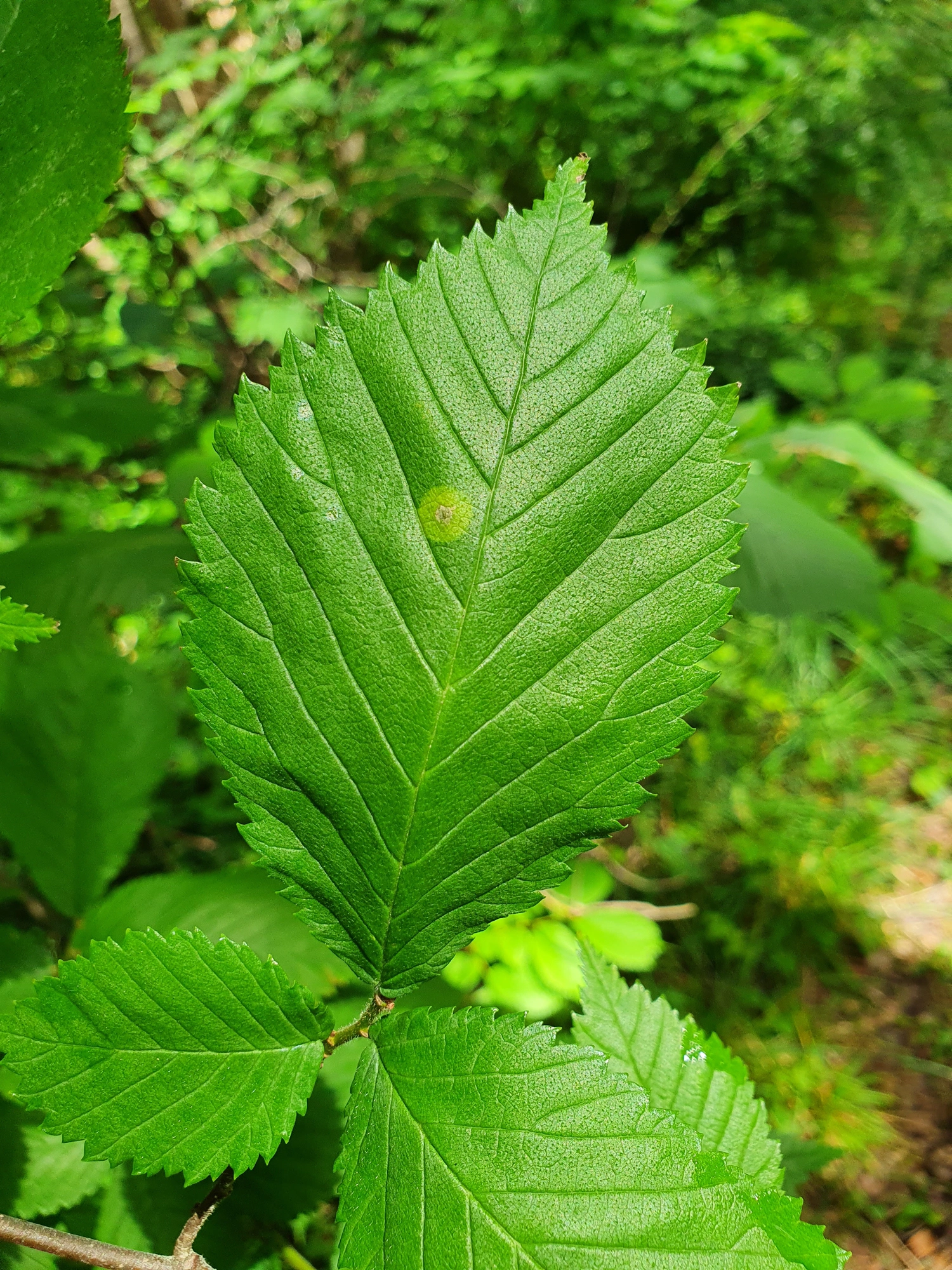 Tovinger: Physemocecis ulmi.