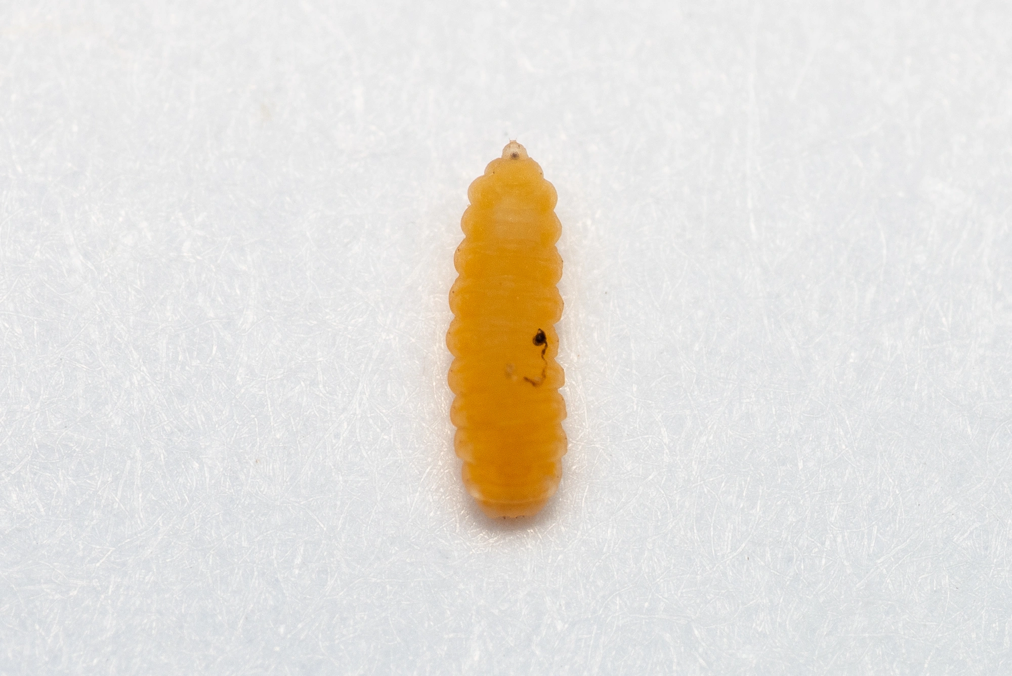 Tovinger: Placochela nigripes.