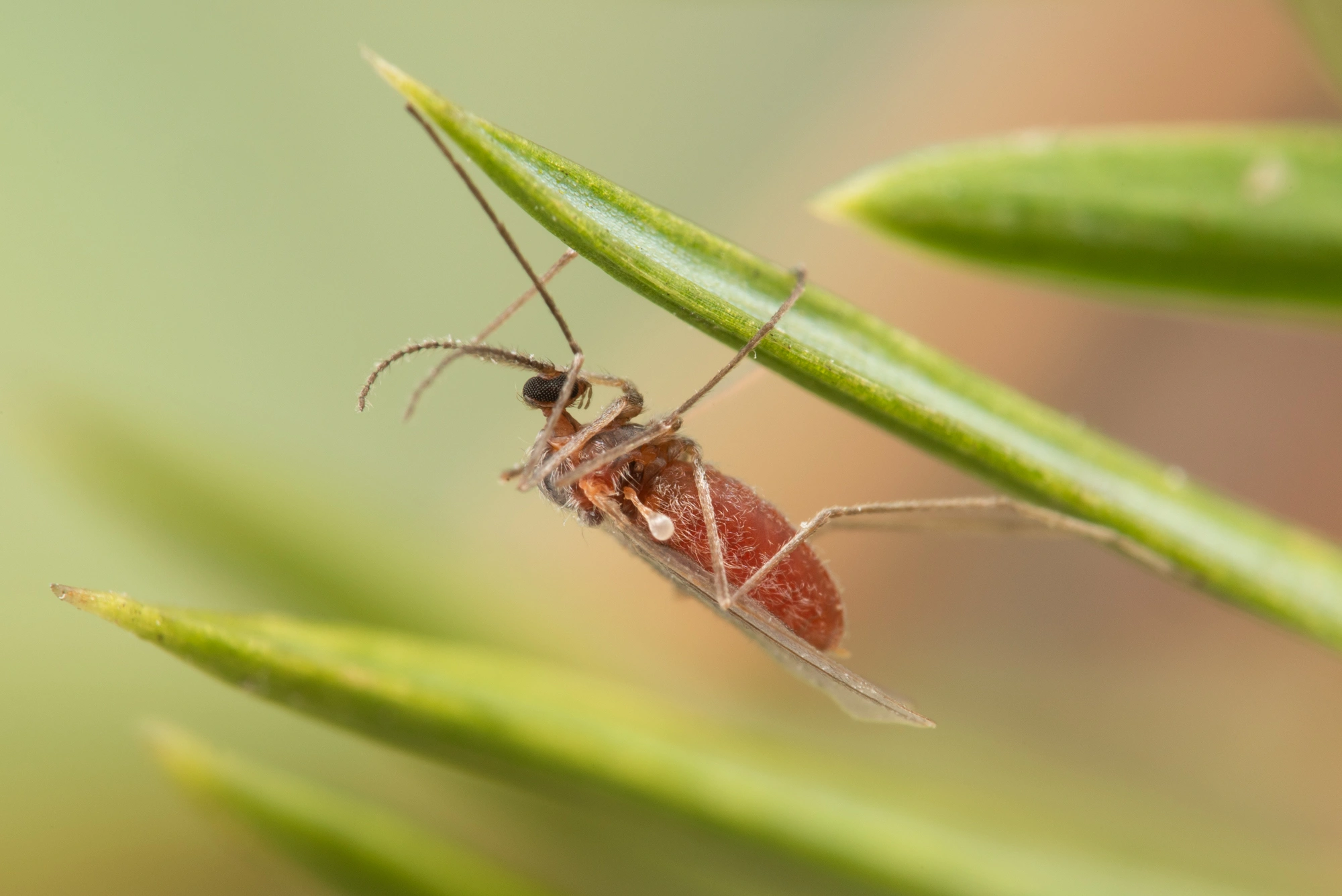 Tovinger: Oligotrophus juniperinus.