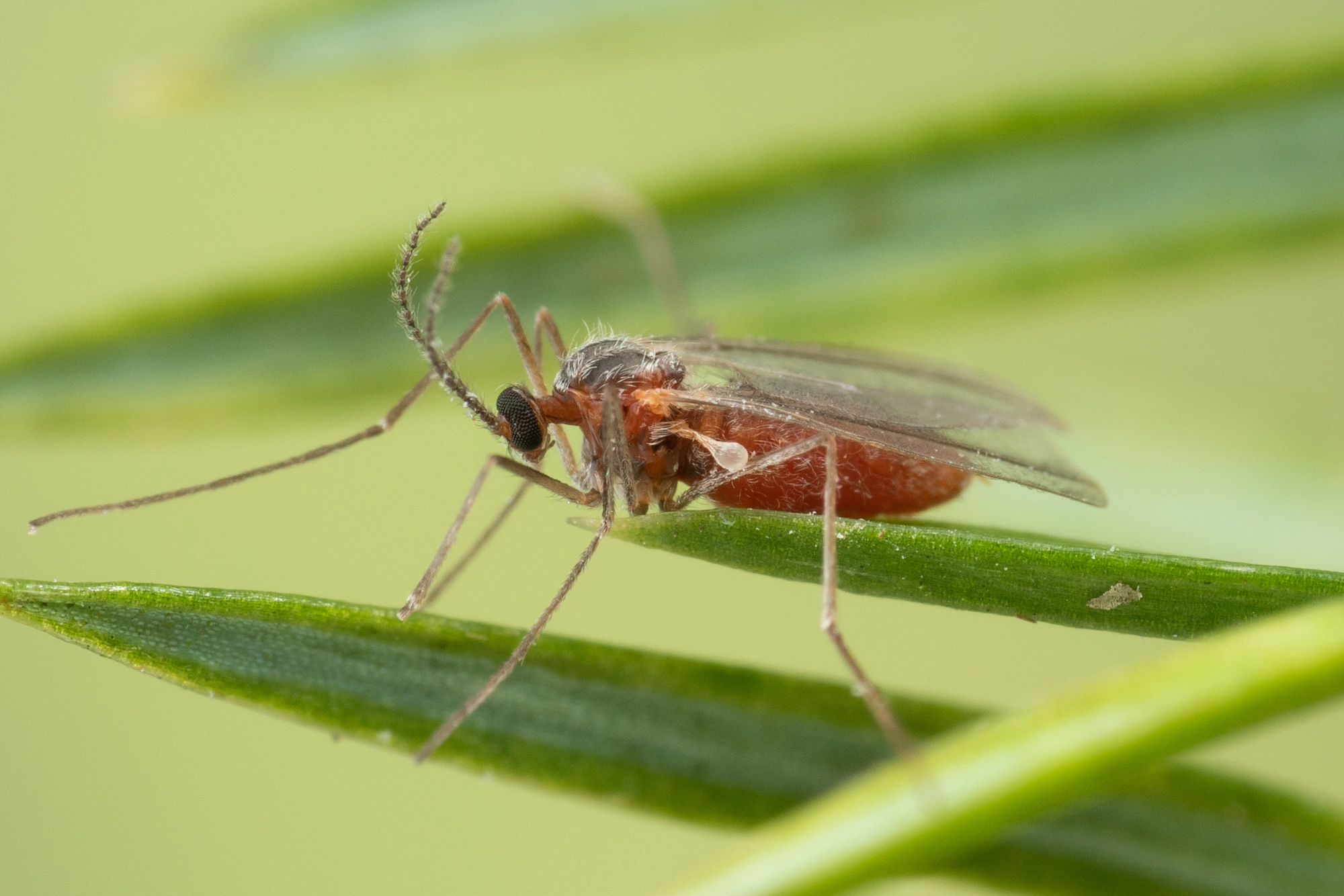 Tovinger: Oligotrophus juniperinus.