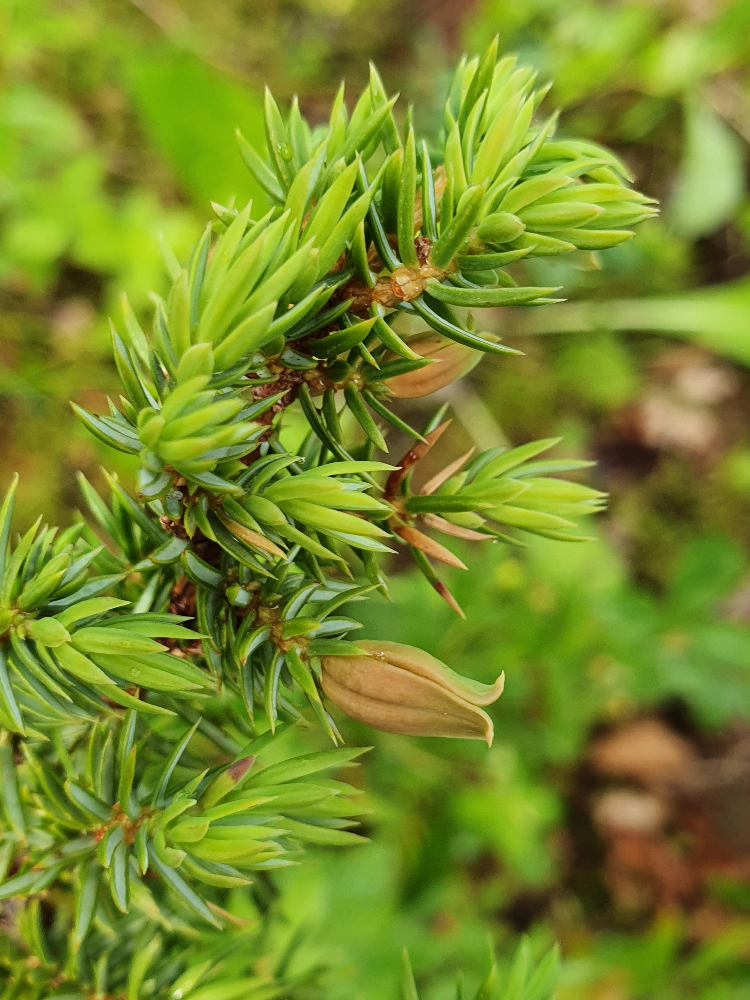 Tovinger: Oligotrophus juniperinus.