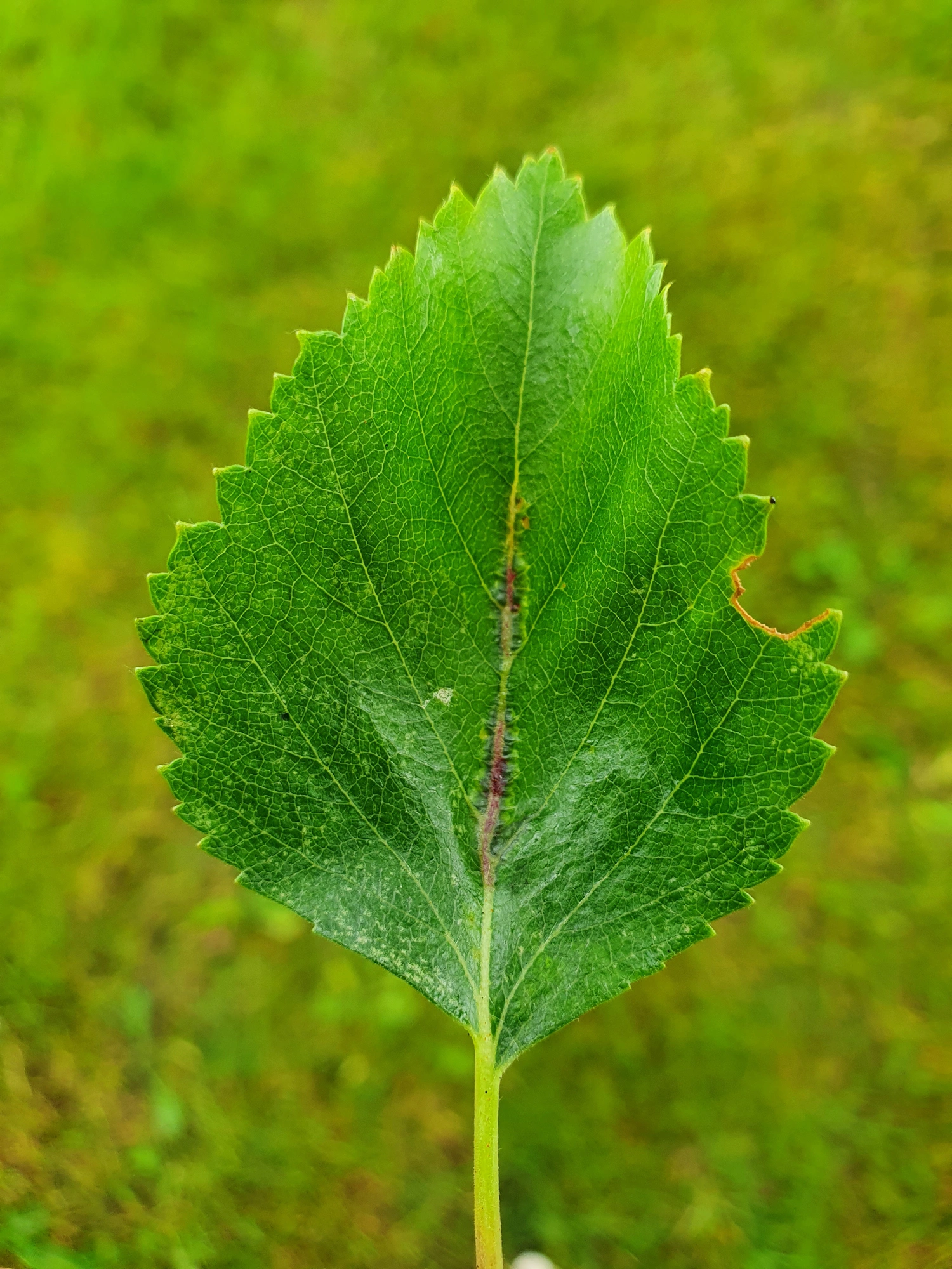 Tovinger: Massalongia rubra.