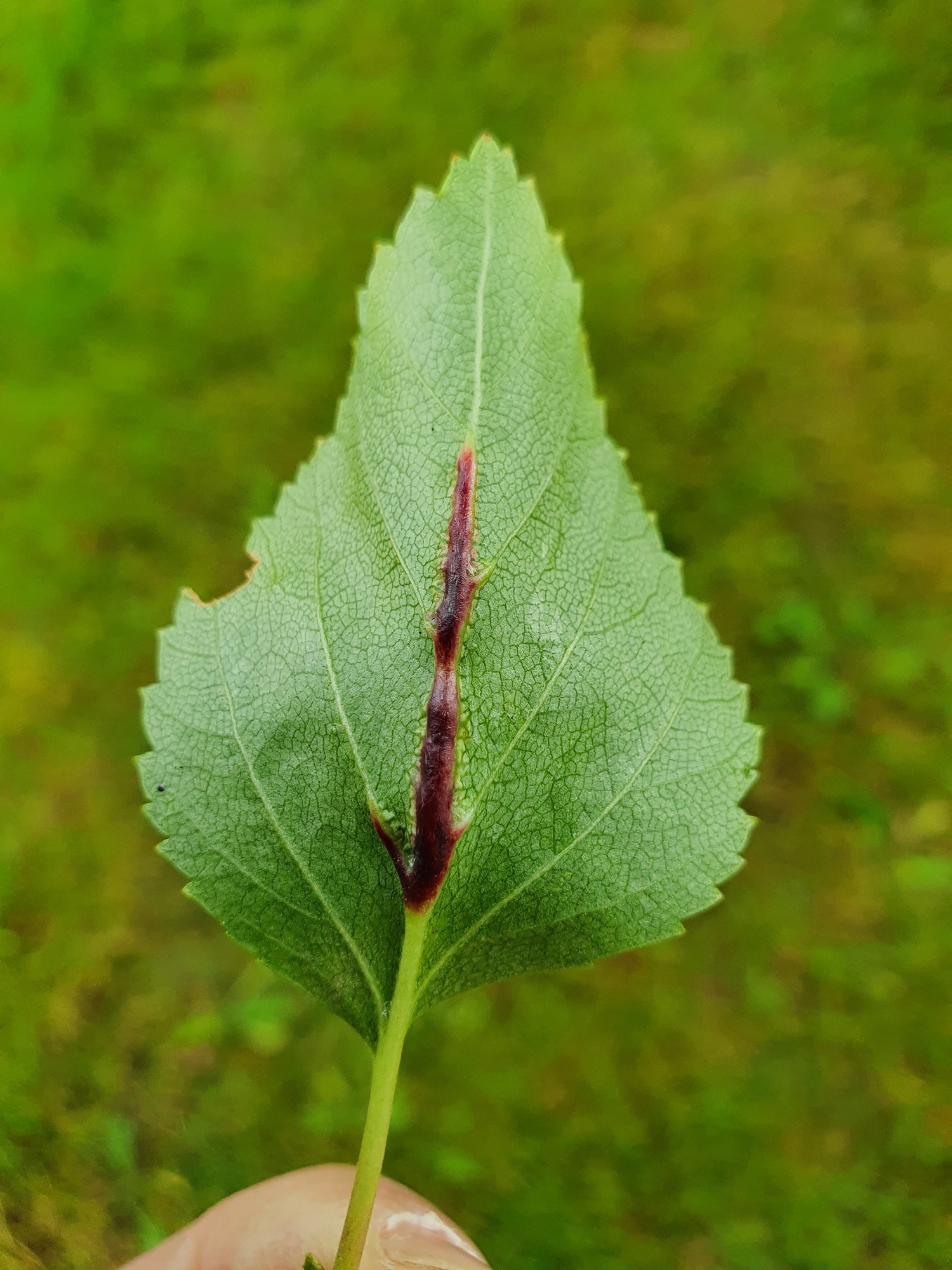 Tovinger: Massalongia rubra.