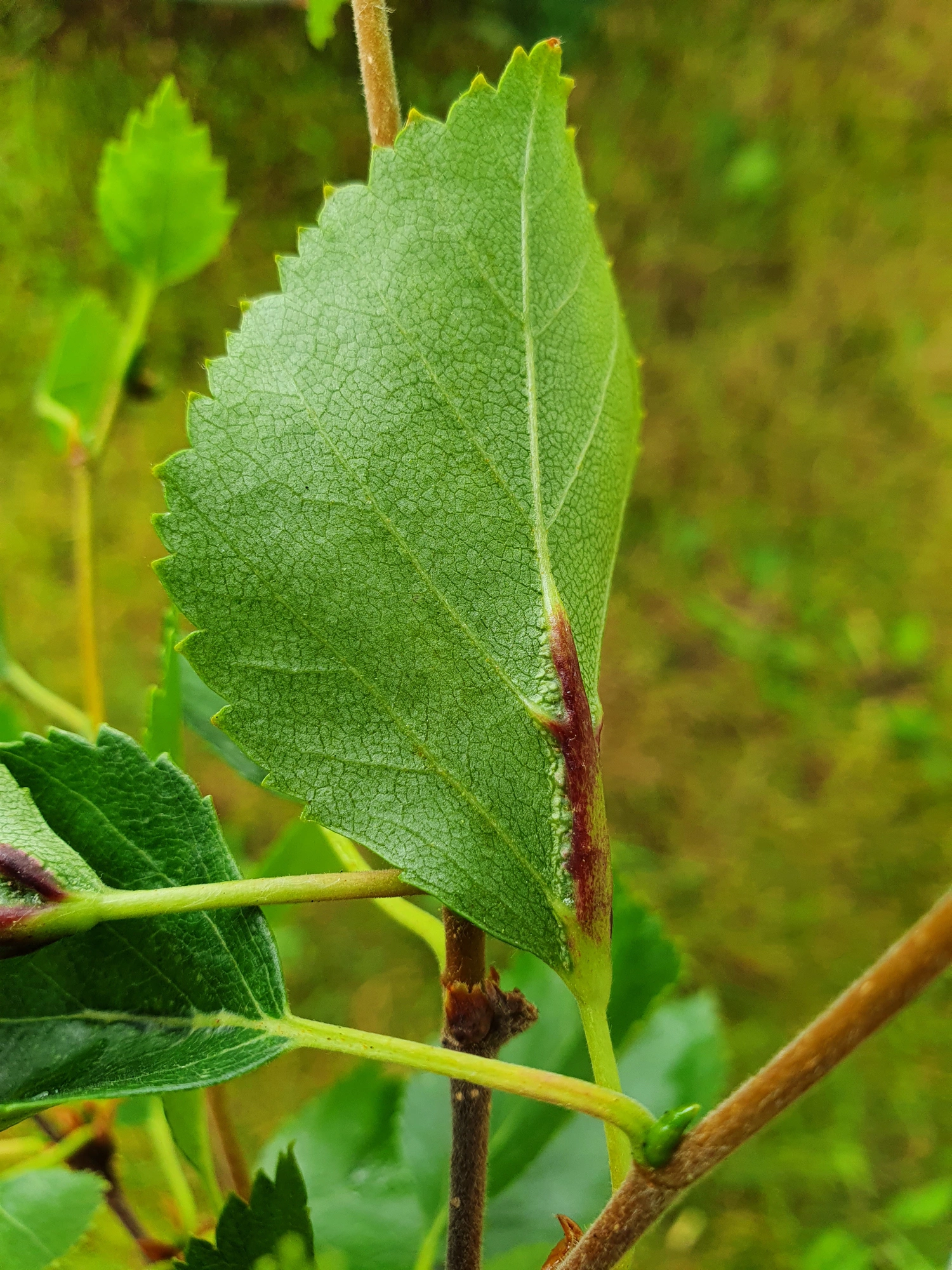 Tovinger: Massalongia rubra.