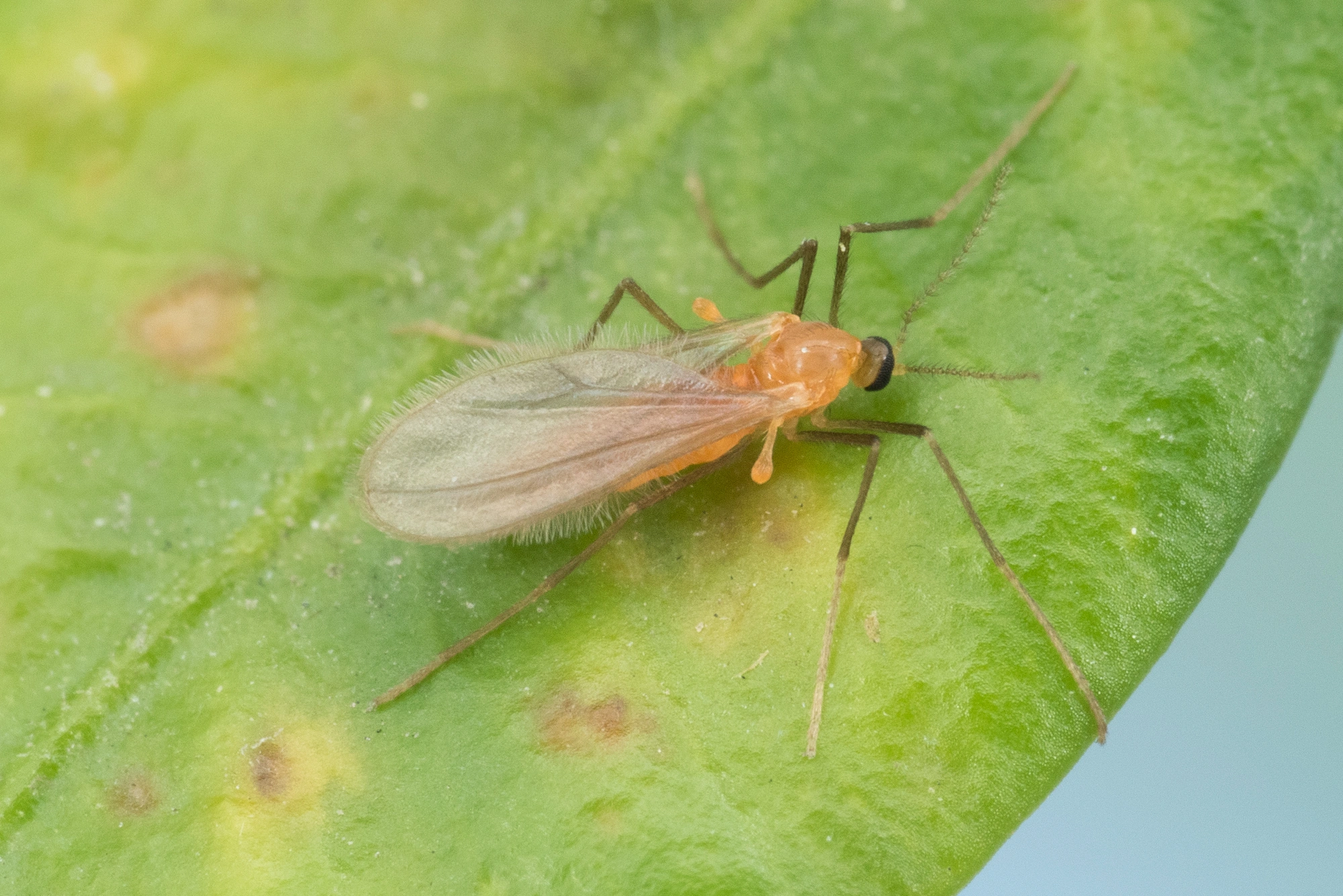 Tovinger: Monarthropalpus flavus.