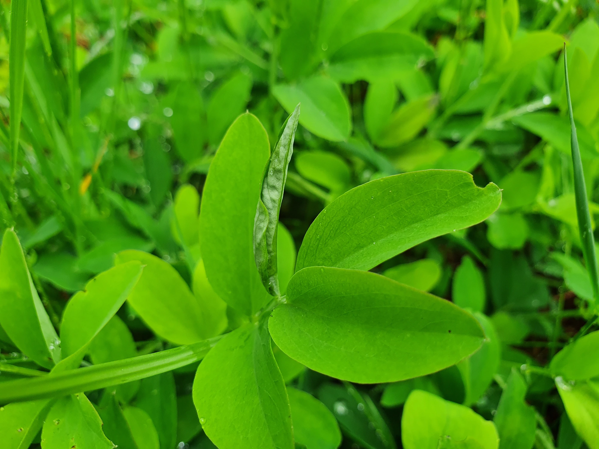 Tovinger: Lathyromyza schlechtendali.