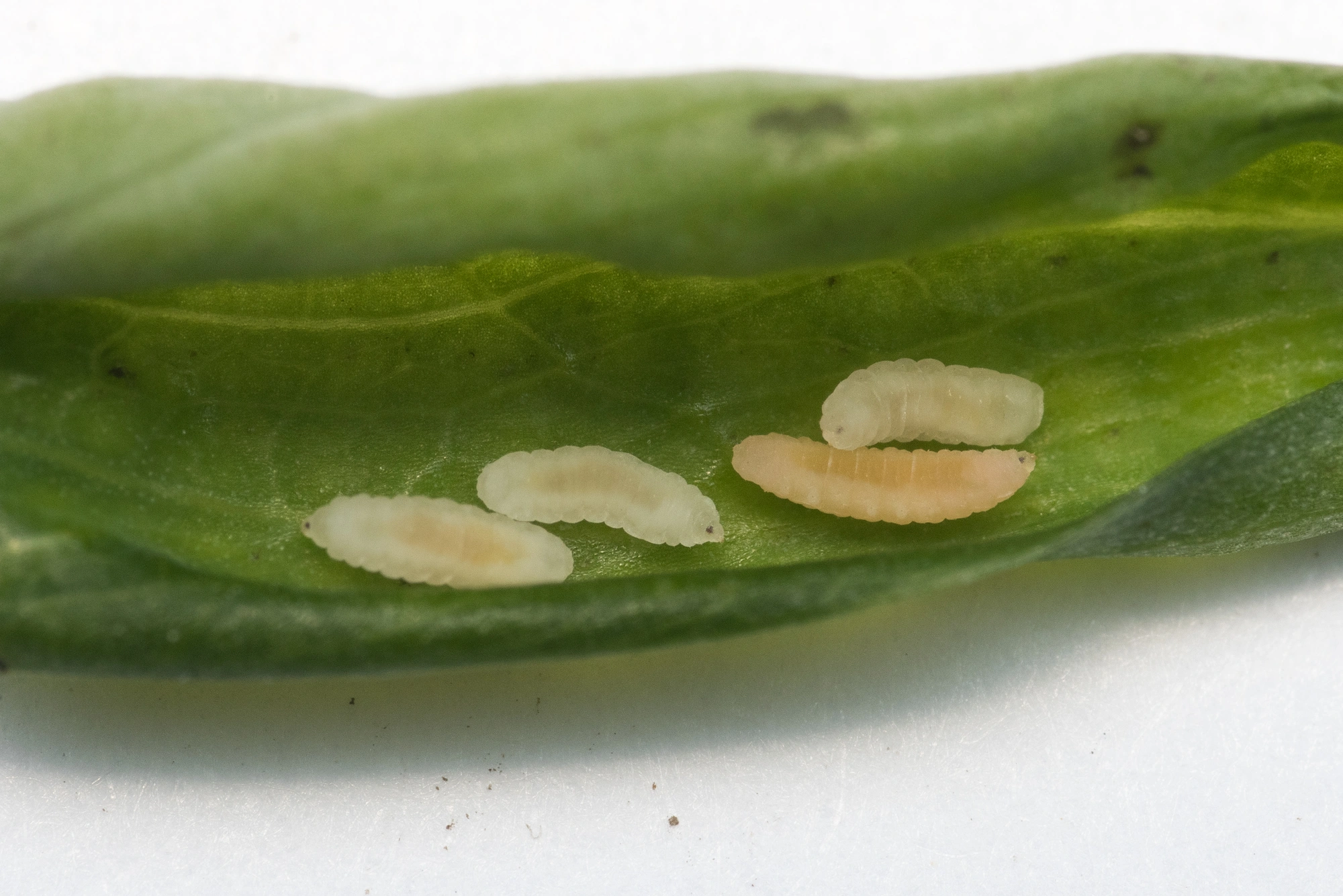 Tovinger: Lathyromyza schlechtendali.