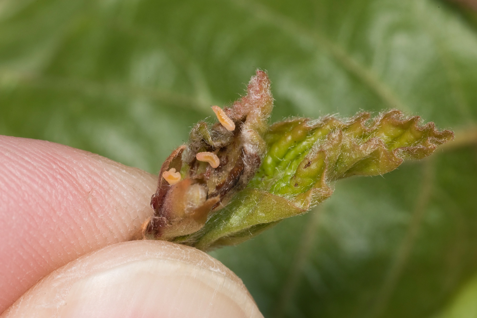 Tovinger: Macrolabis fagicola.