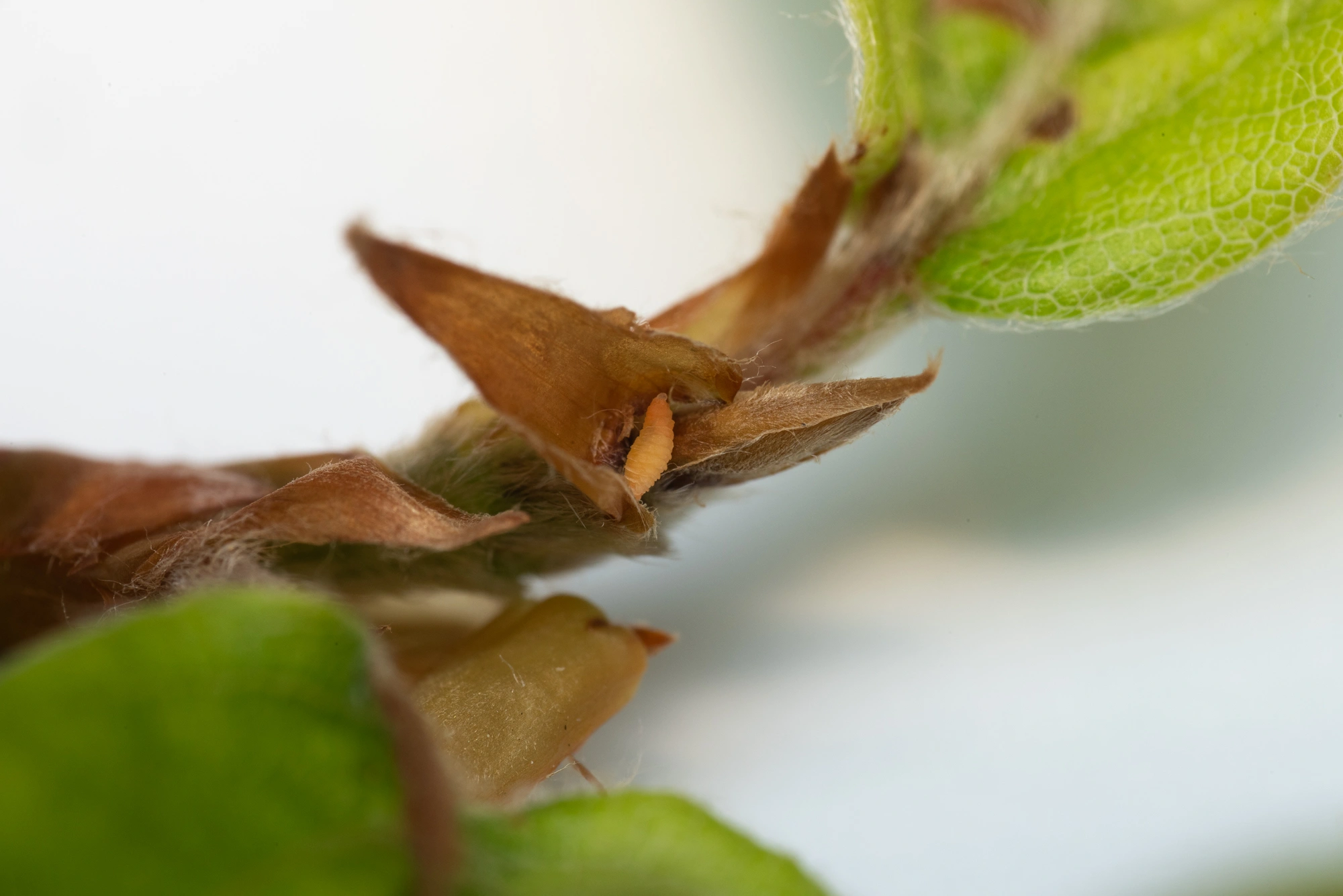 Tovinger: Macrolabis fagicola.