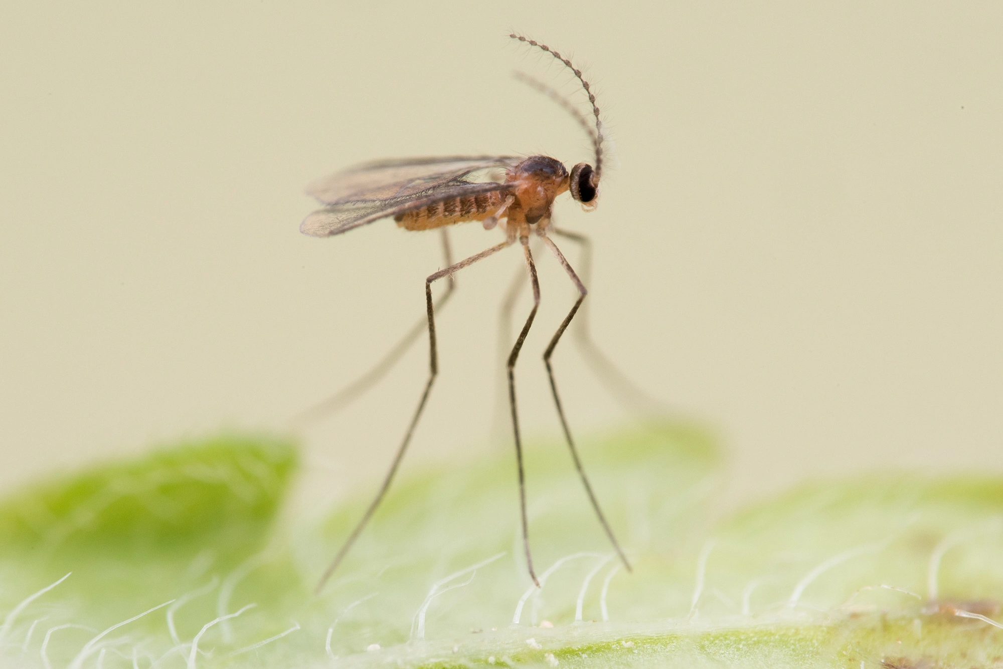 Tovinger: Jaapiella veronicae.