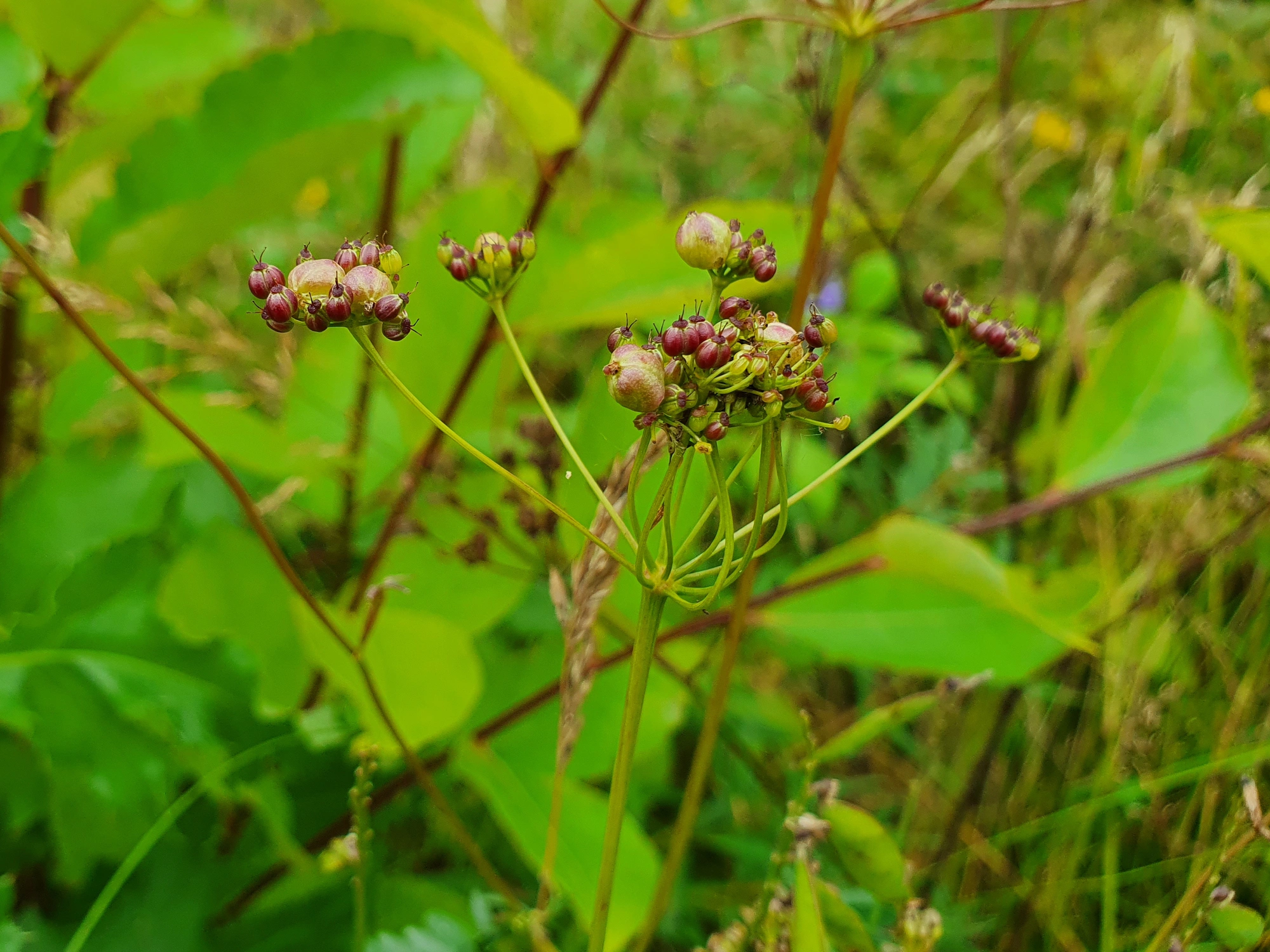 Tovinger: Kiefferia pericarpiicola.