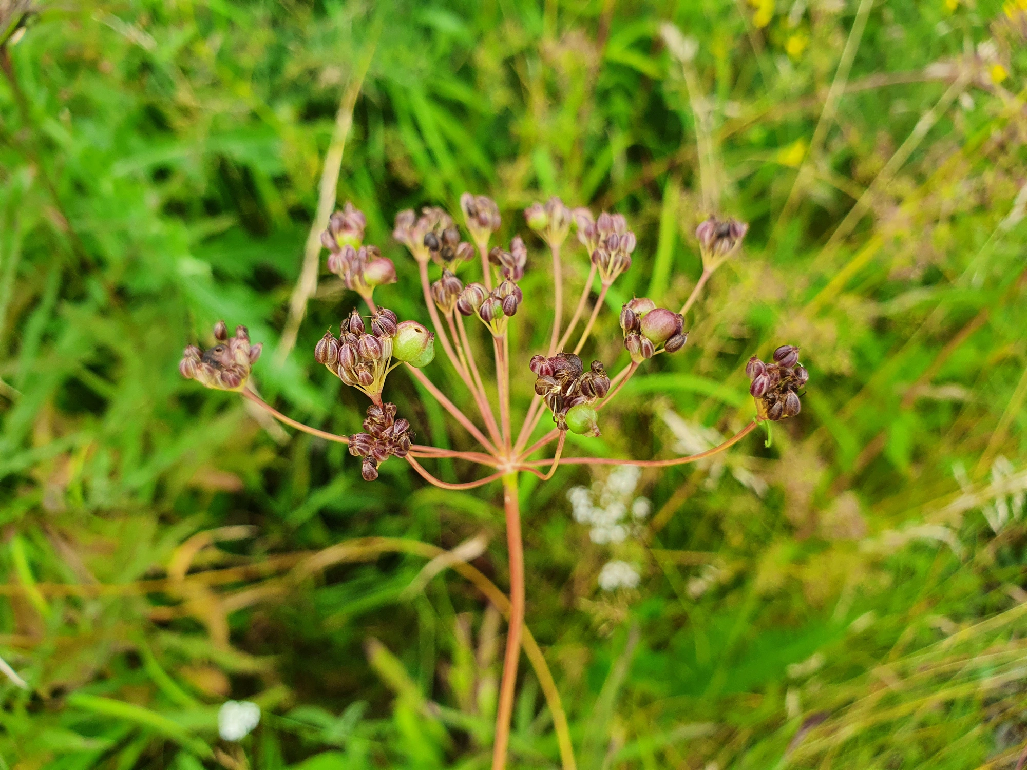 Tovinger: Kiefferia pericarpiicola.