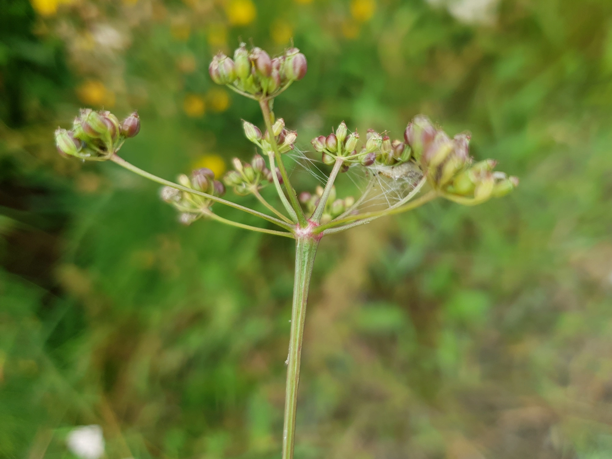 Tovinger: Lasioptera carophila.