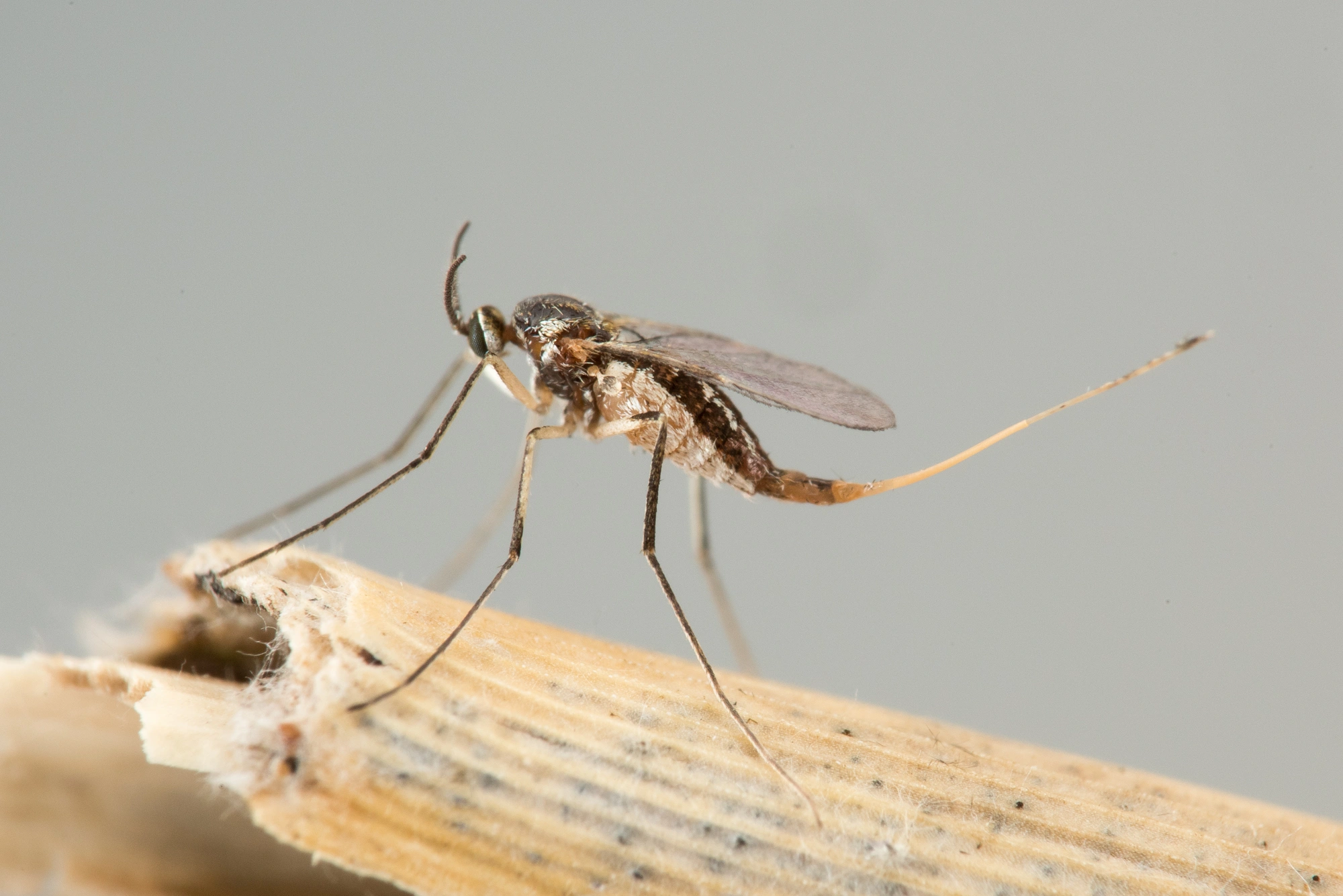 Tovinger: Lasioptera flexuosa.