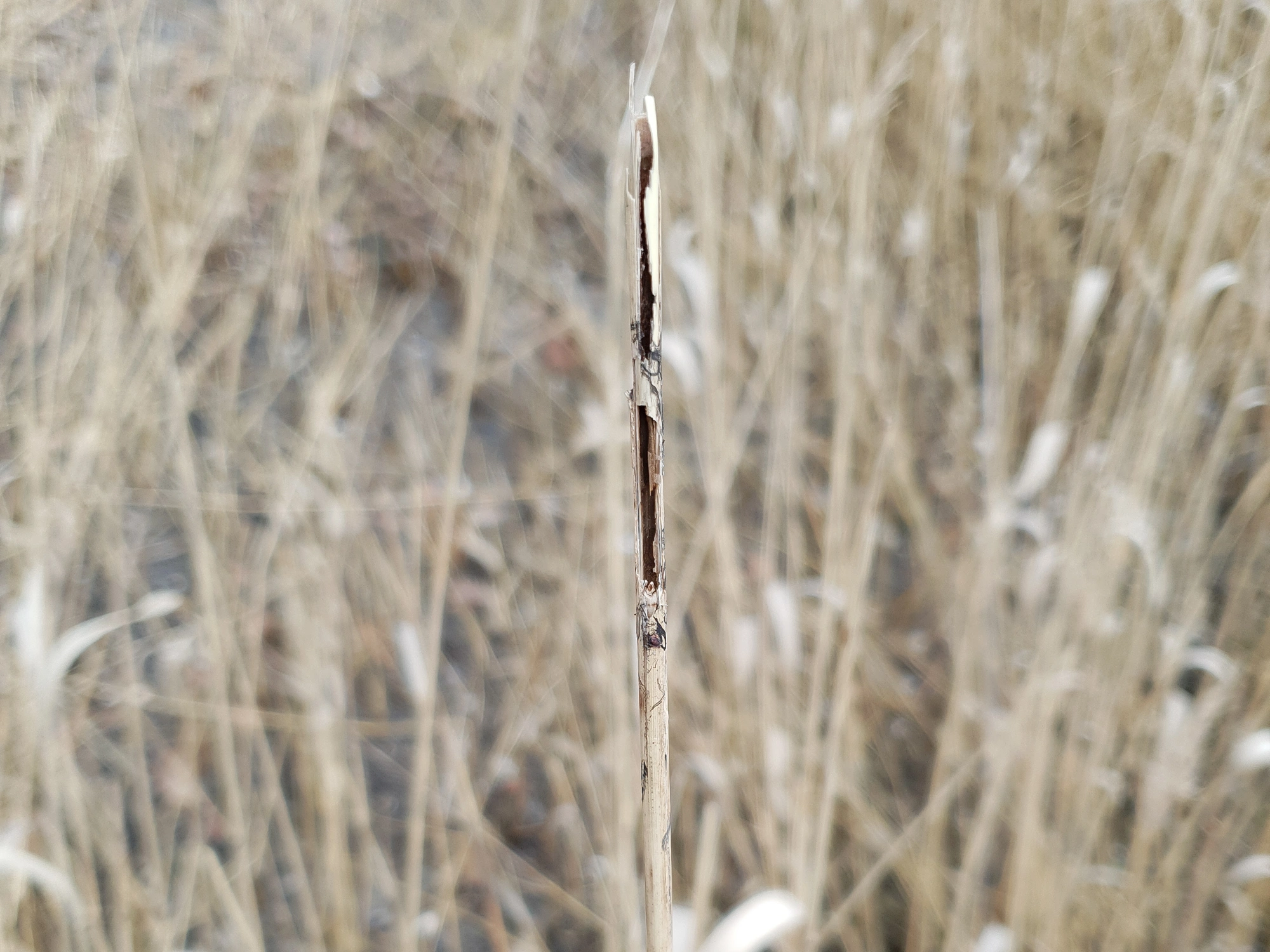 Tovinger: Lasioptera flexuosa.