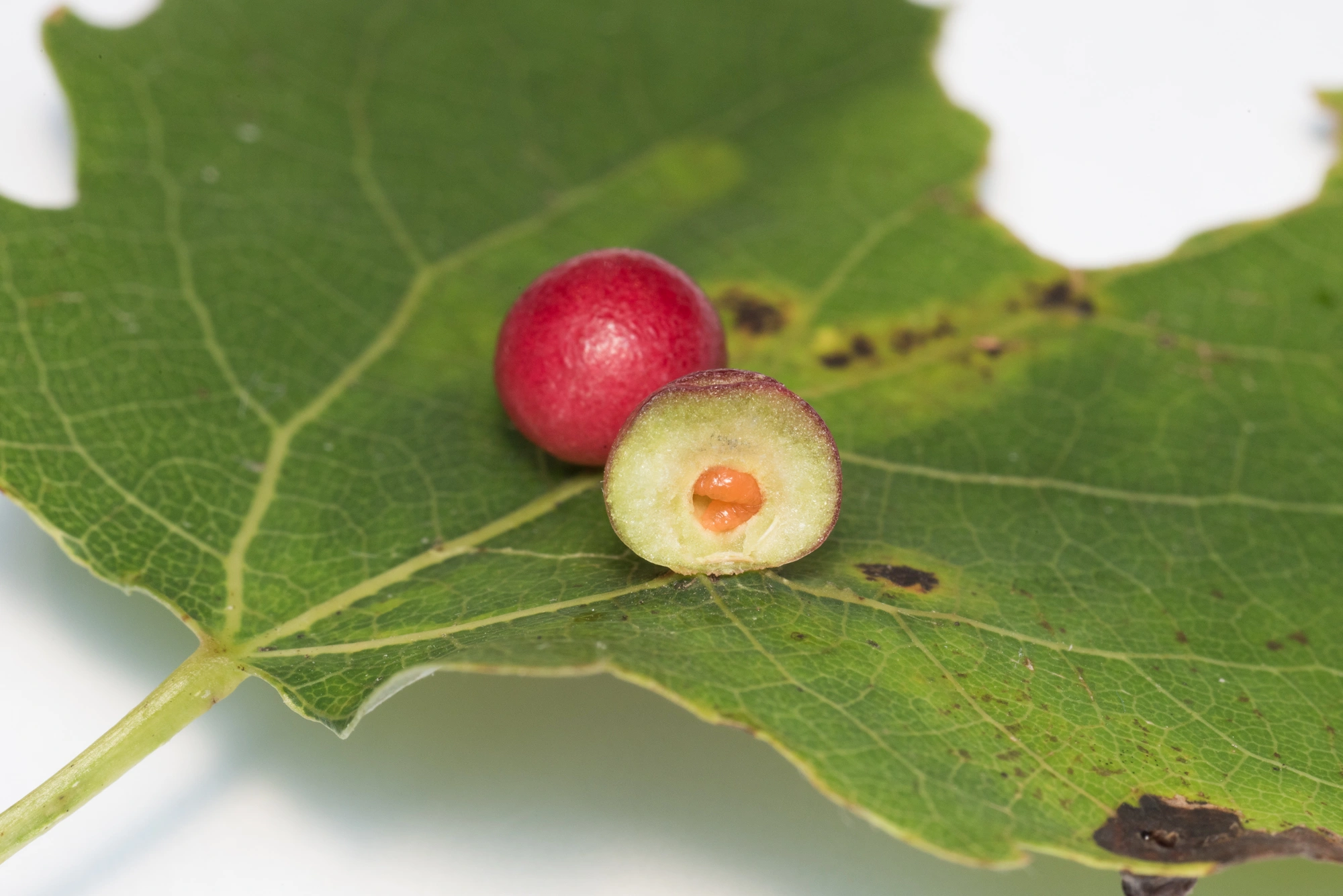 Tovinger: Harmandiola tremulae.