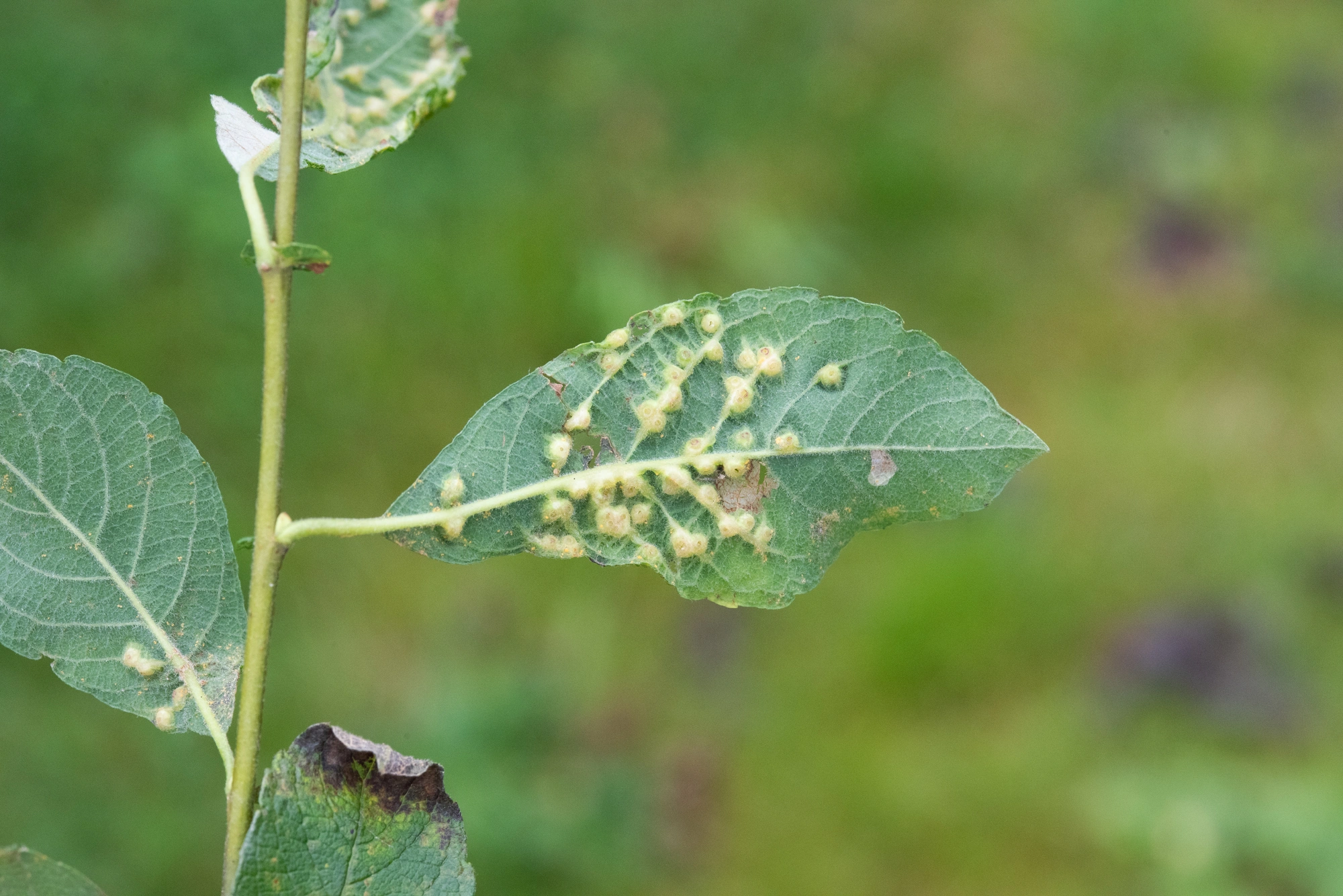 Tovinger: Iteomyia capreae.