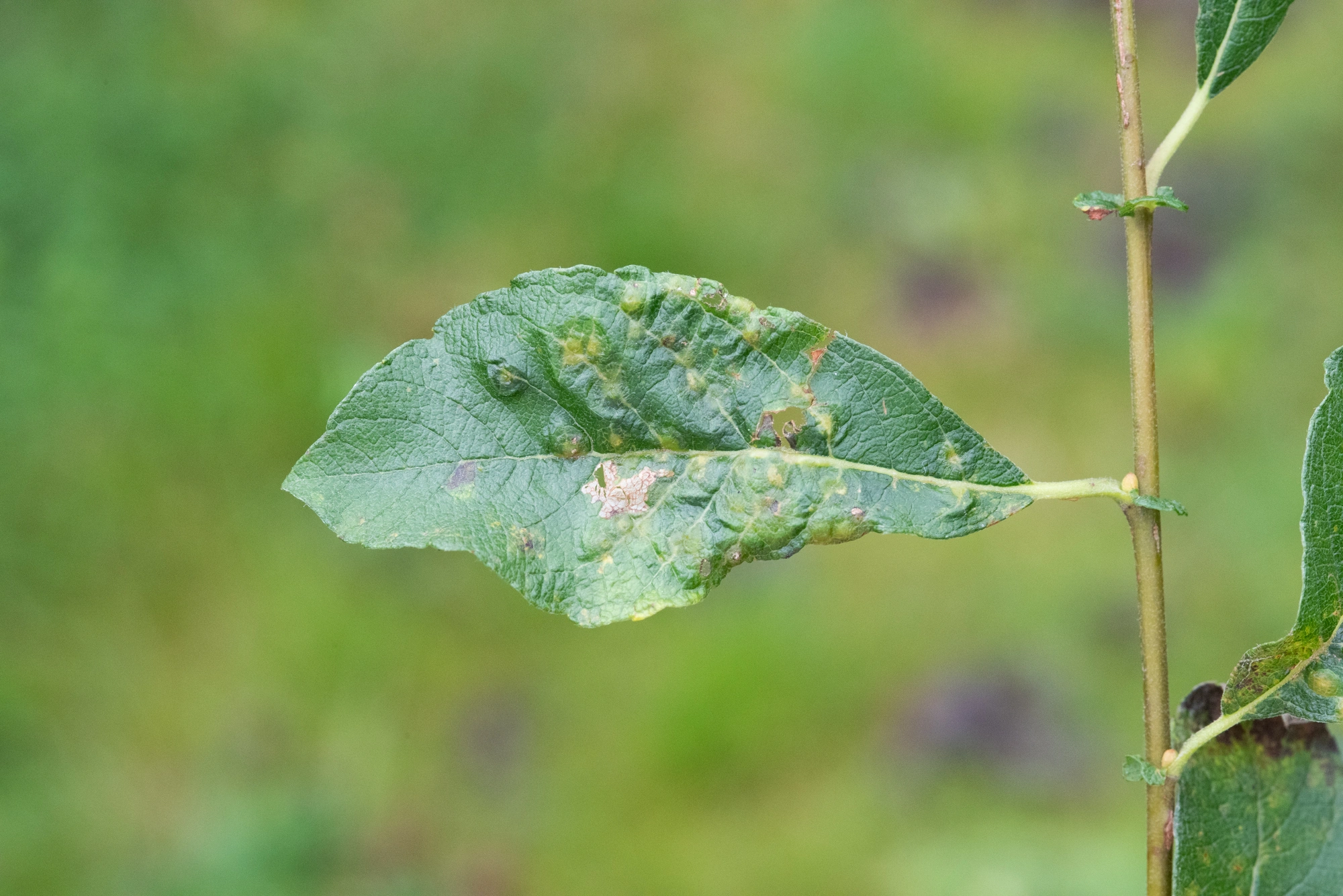 Tovinger: Iteomyia capreae.