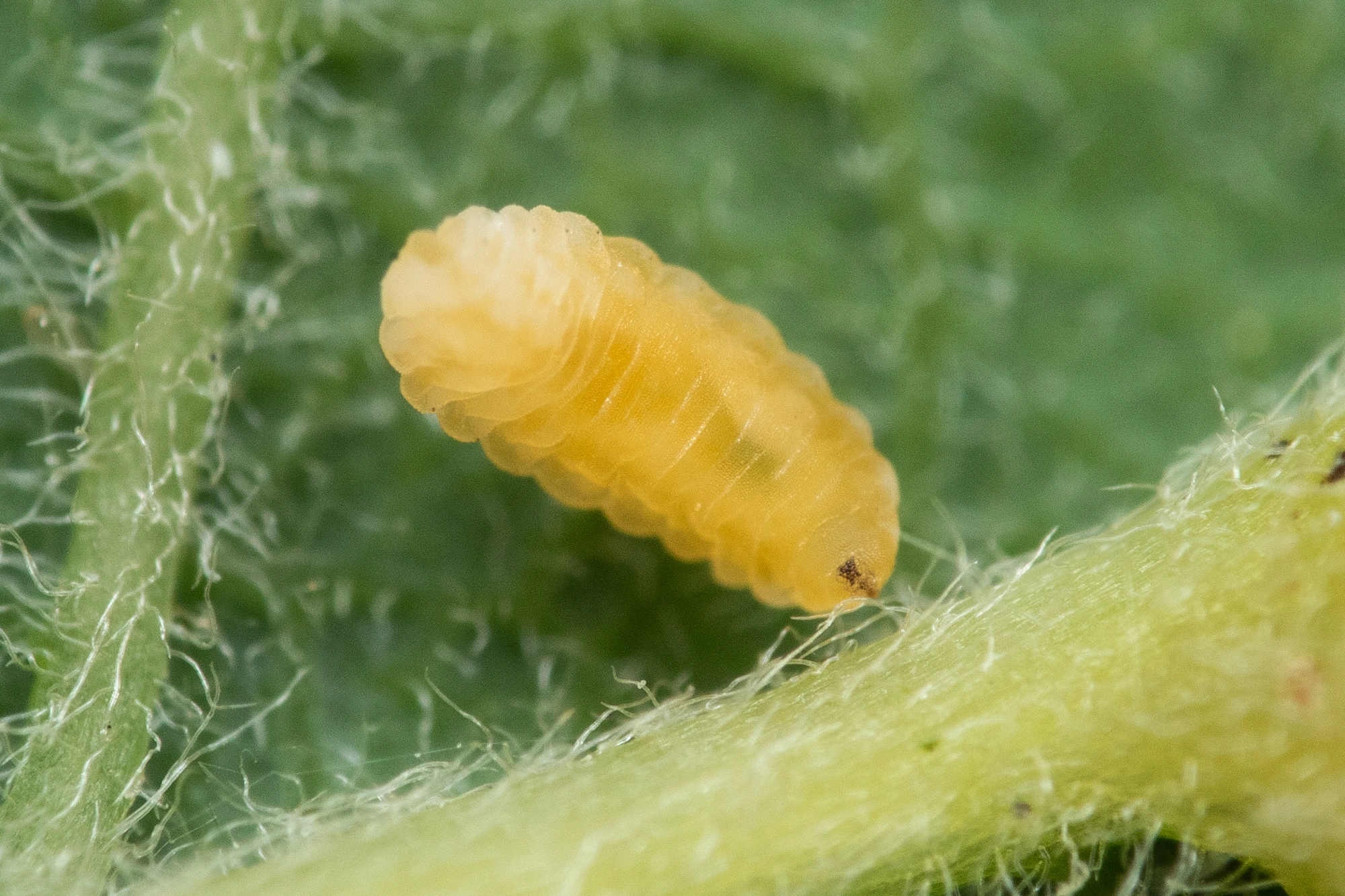 Tovinger: Iteomyia capreae.