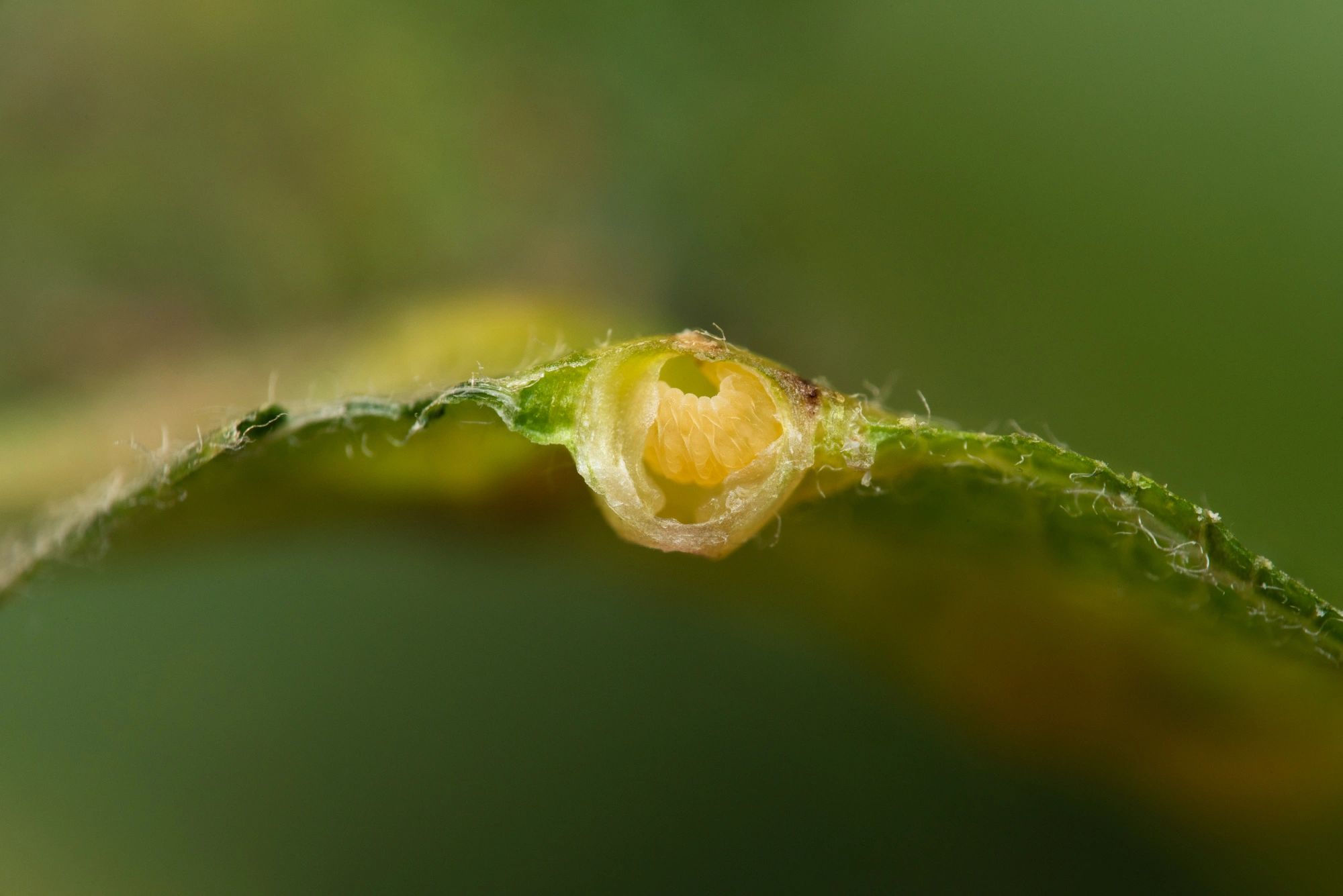 Tovinger: Iteomyia capreae.