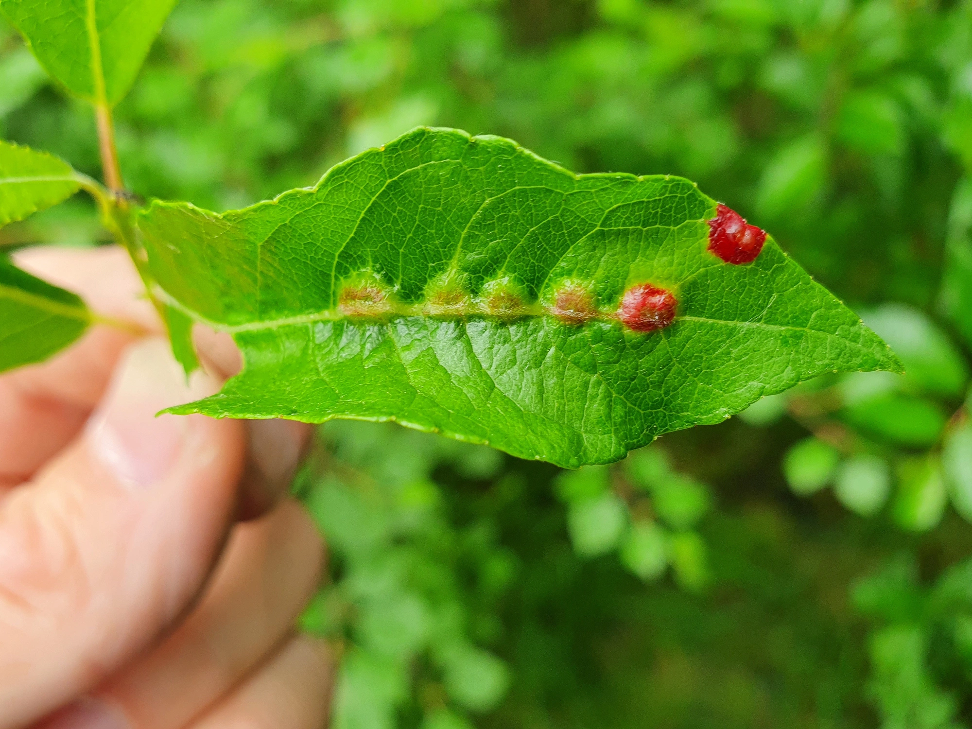 Tovinger: Iteomyia major.