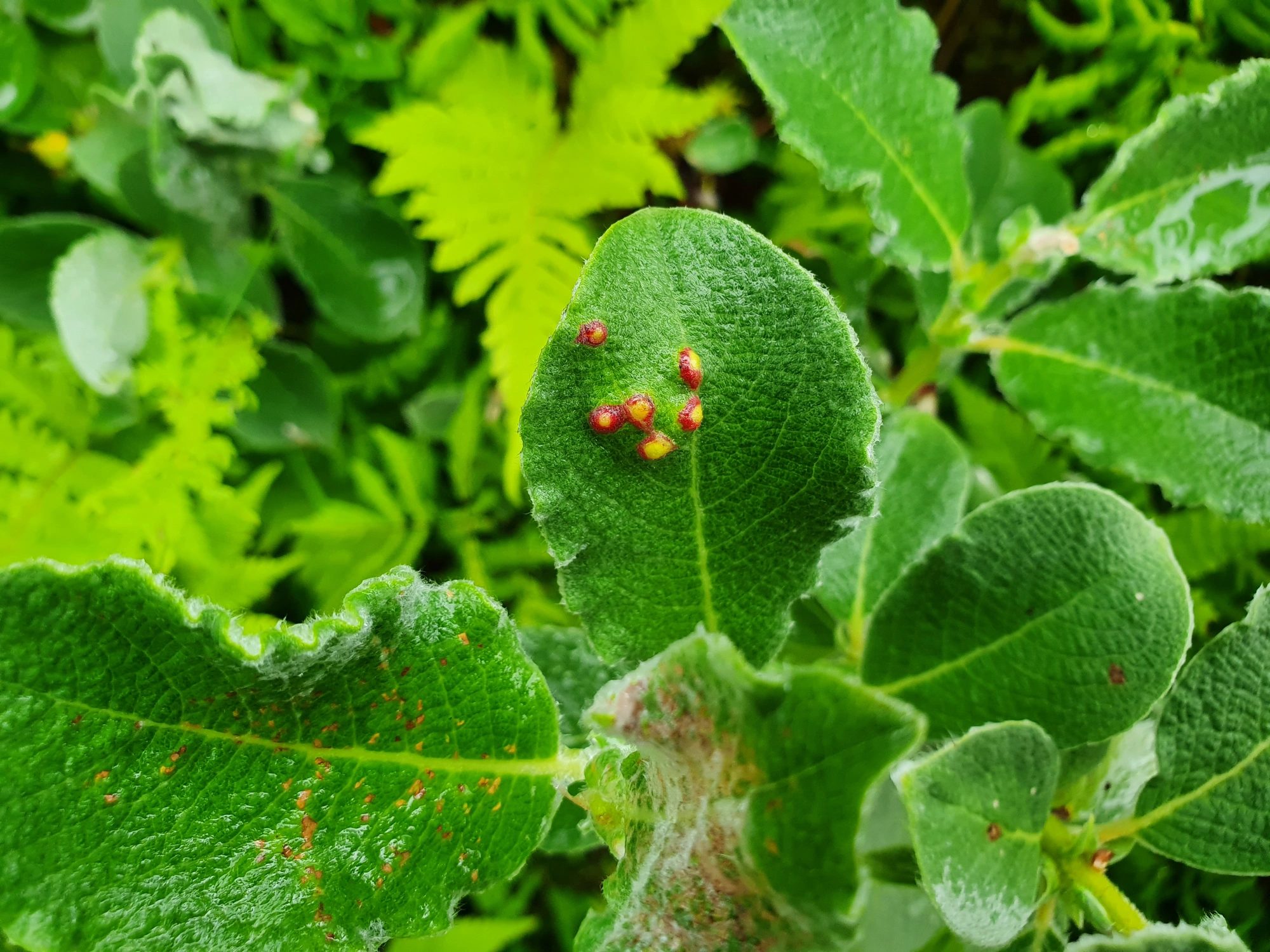 Tovinger: Iteomyia major.