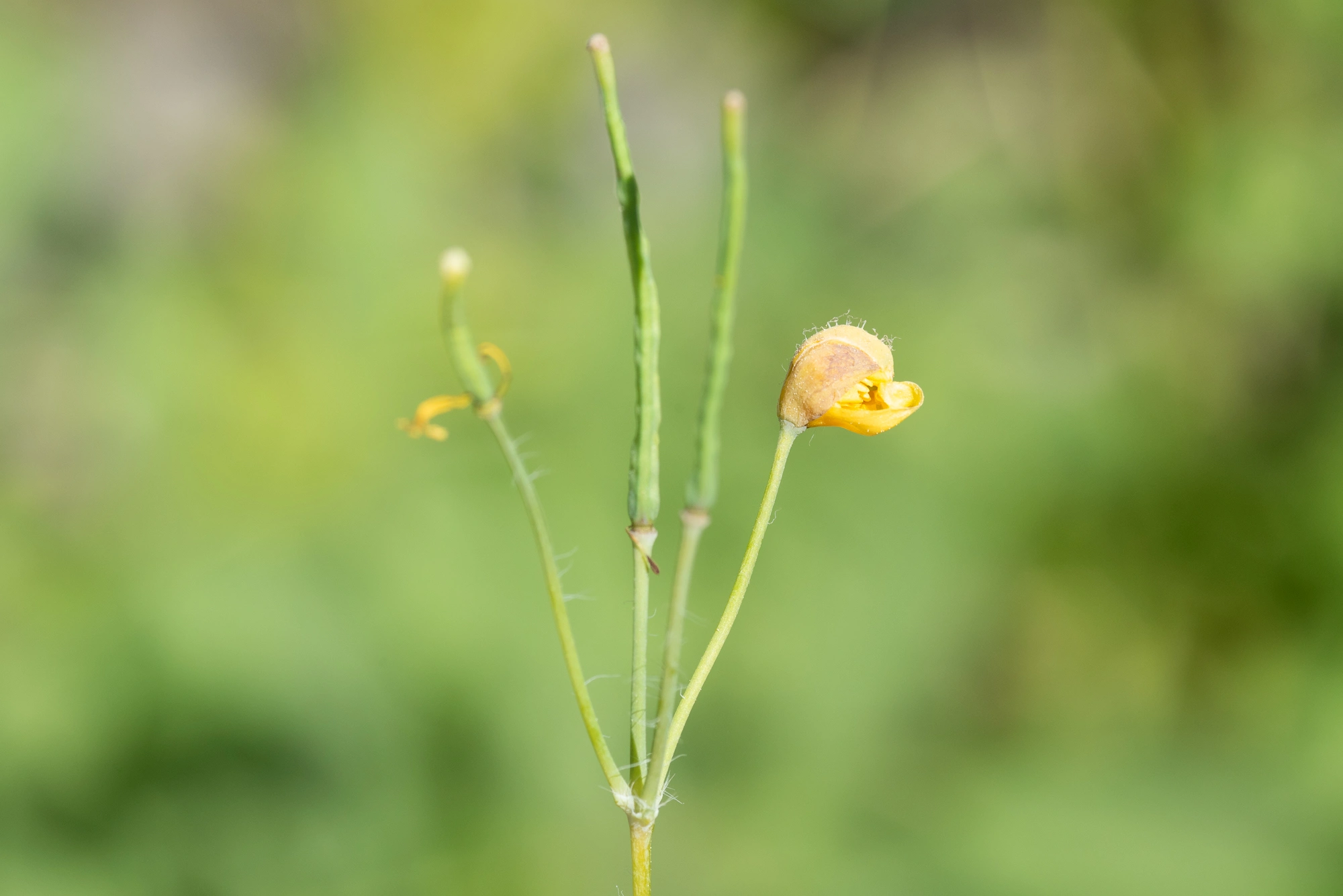 Tovinger: Jaapiella chelidonii.