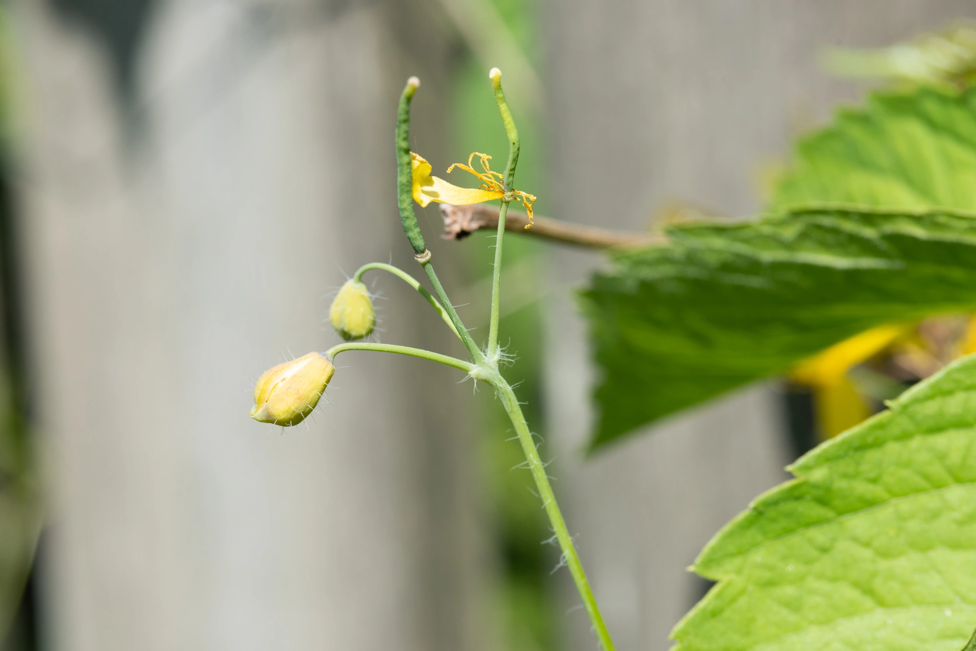 Tovinger: Jaapiella chelidonii.