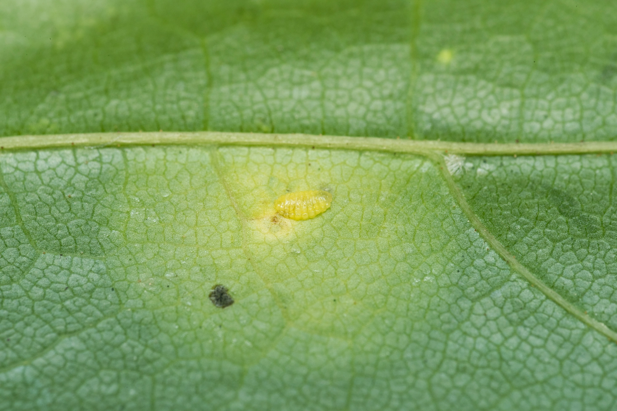 Tovinger: Drisina glutinosa.