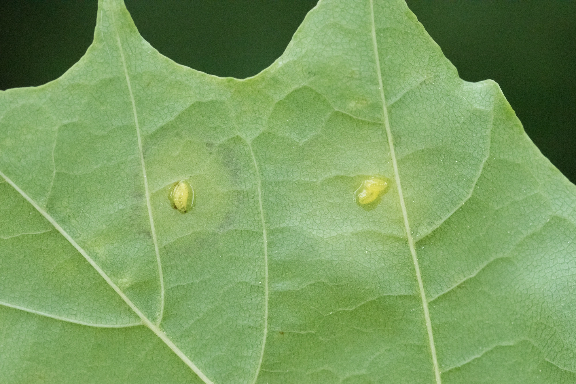 Tovinger: Drisina glutinosa.