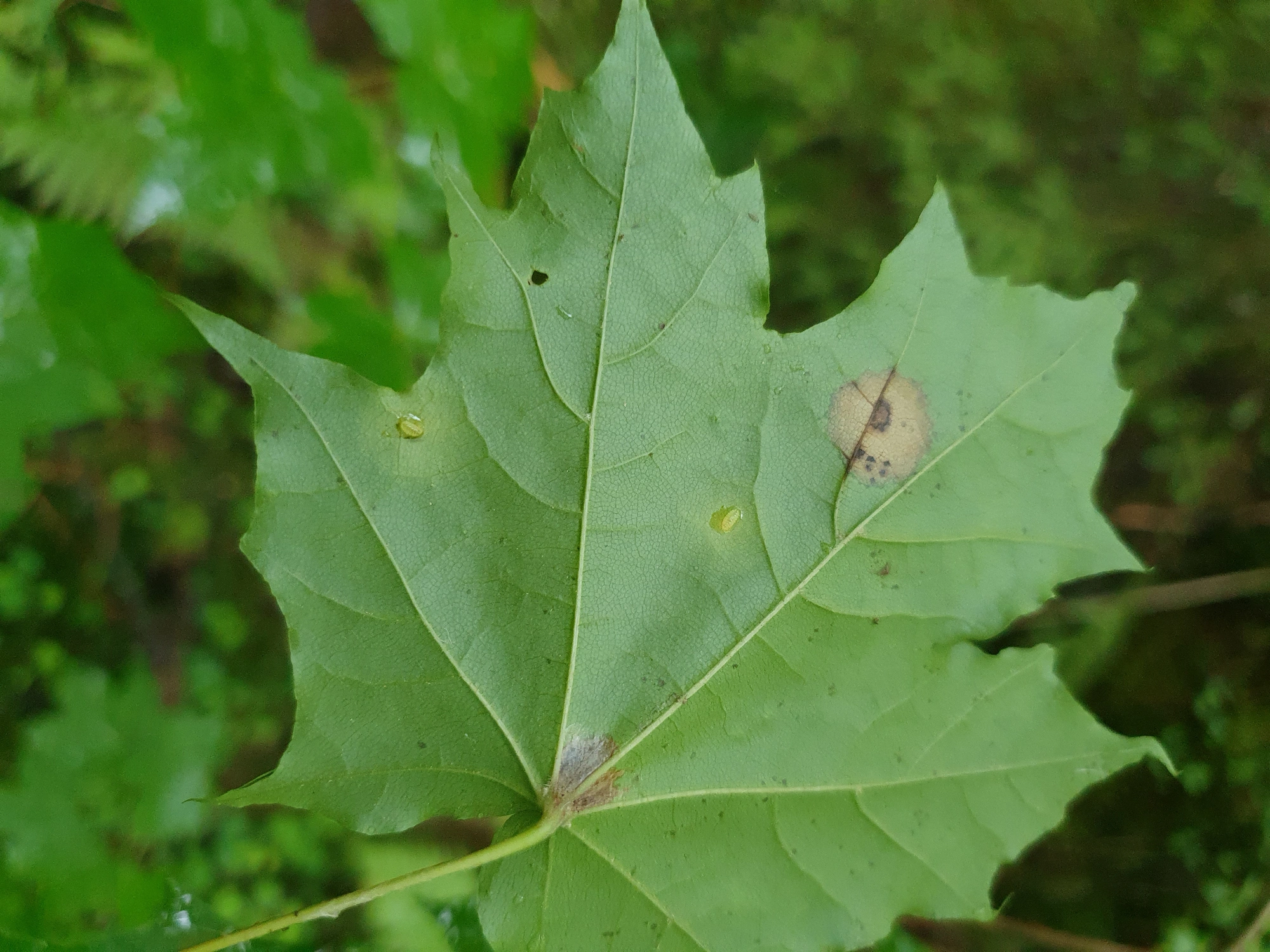 Tovinger: Drisina glutinosa.