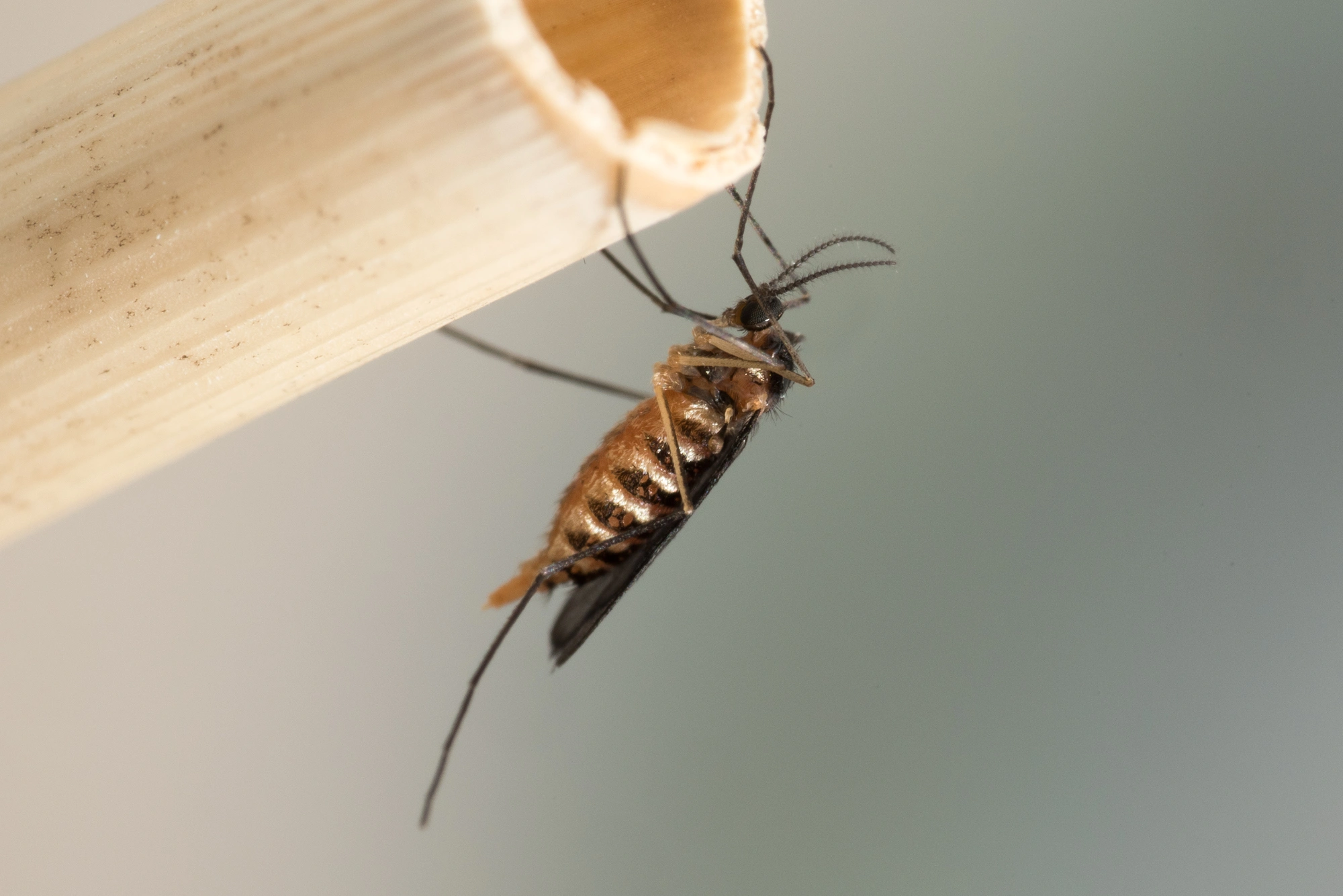 Tovinger: Giraudiella inclusa.