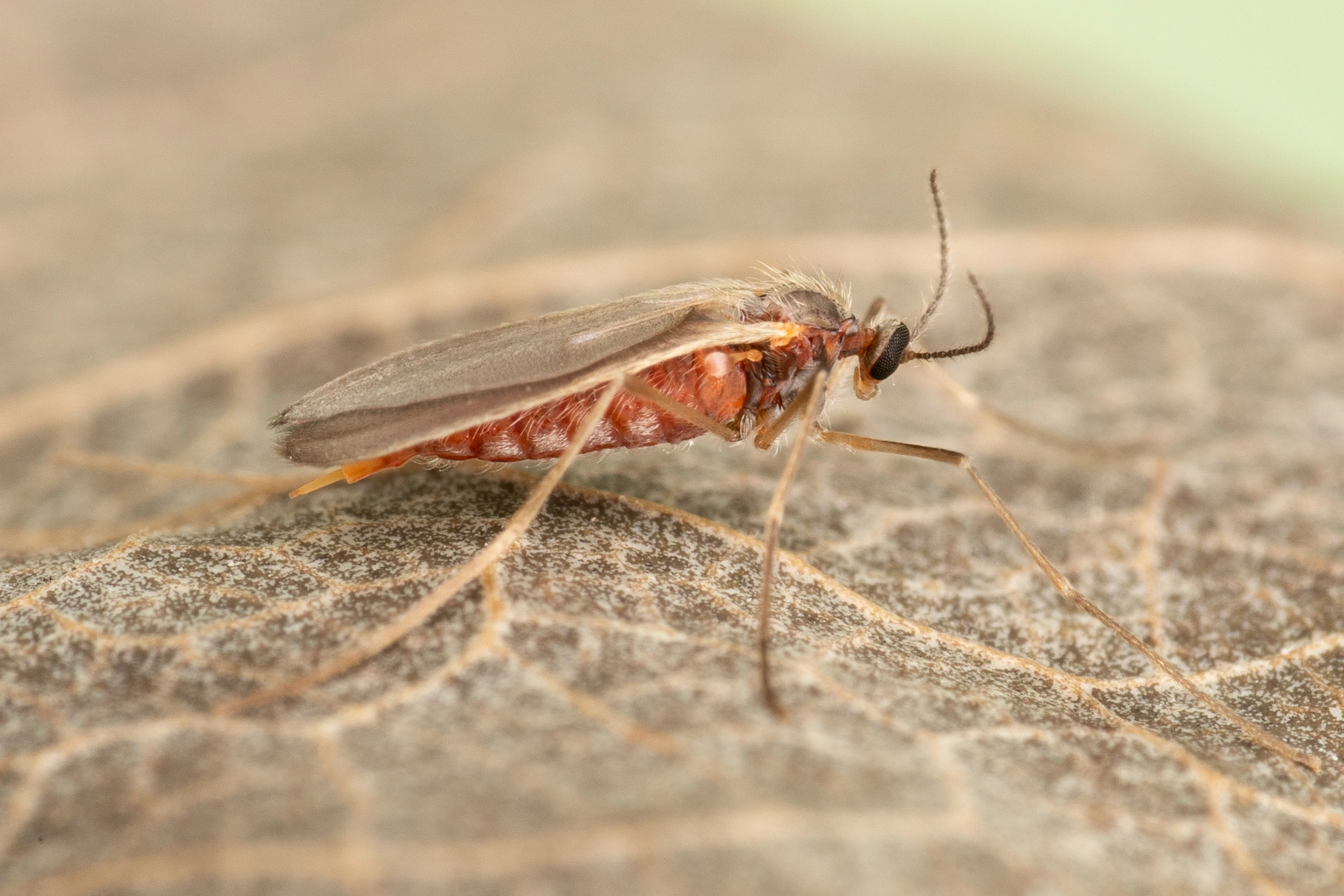 Tovinger: Harmandiola cavernosa.