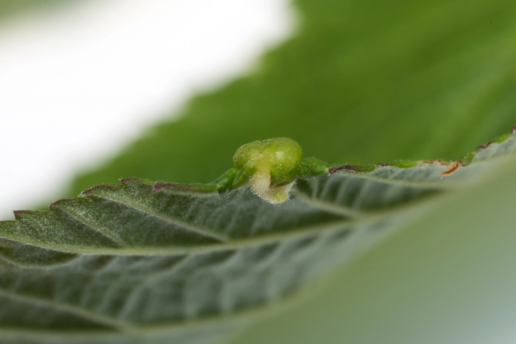 Tovinger: Dasineura ulmaria.