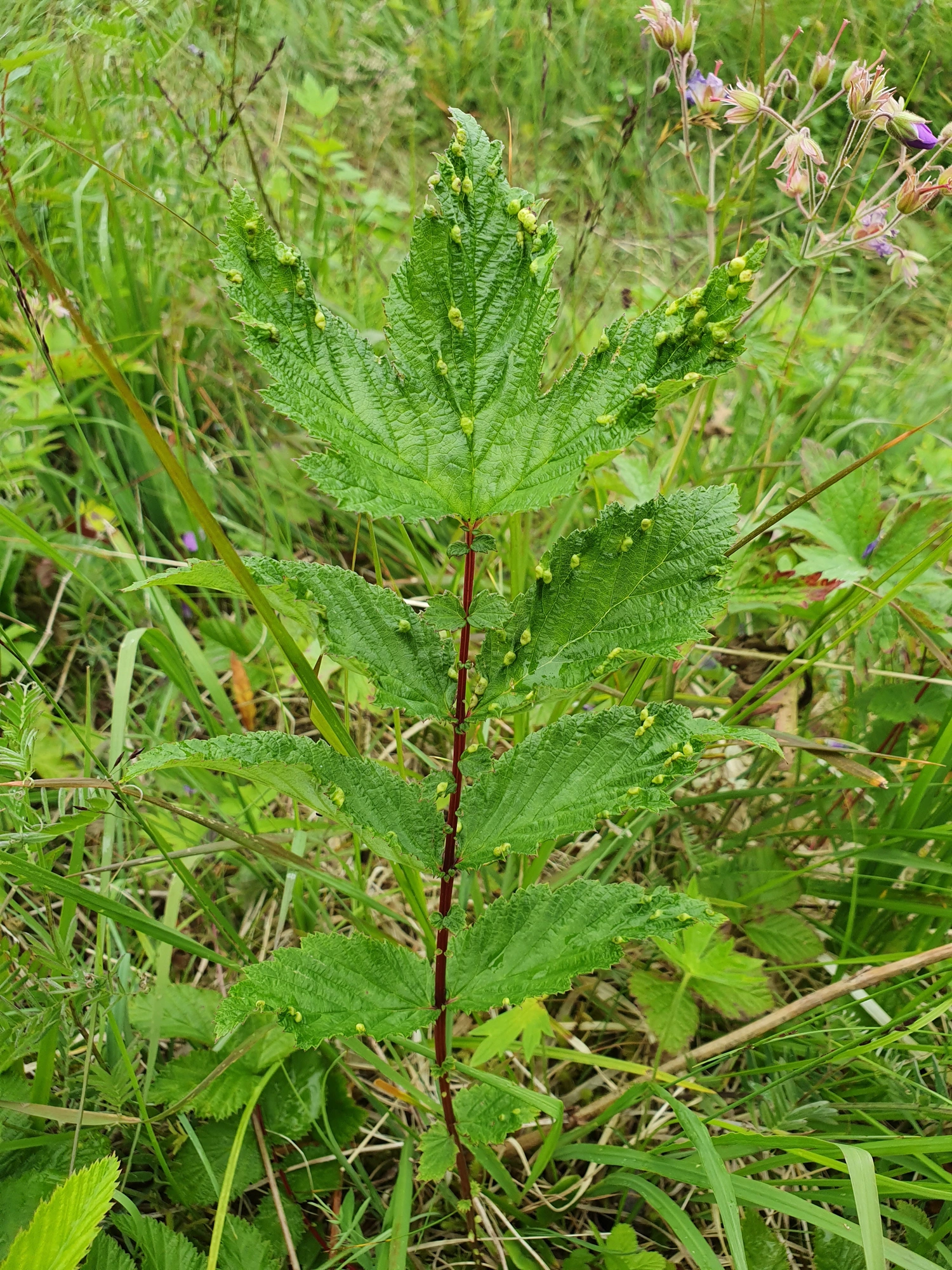 Tovinger: Dasineura ulmaria.