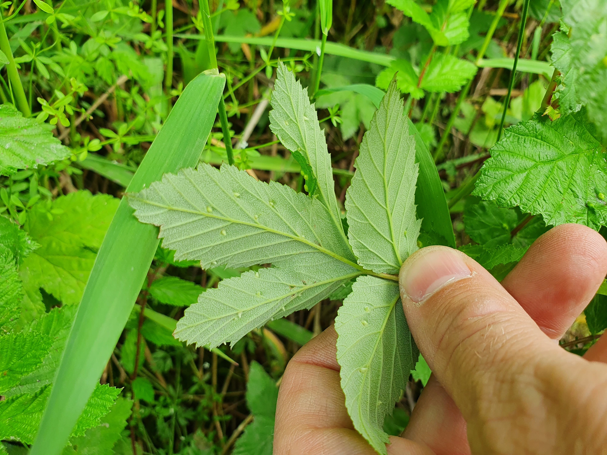 Tovinger: Dasineura ulmaria.